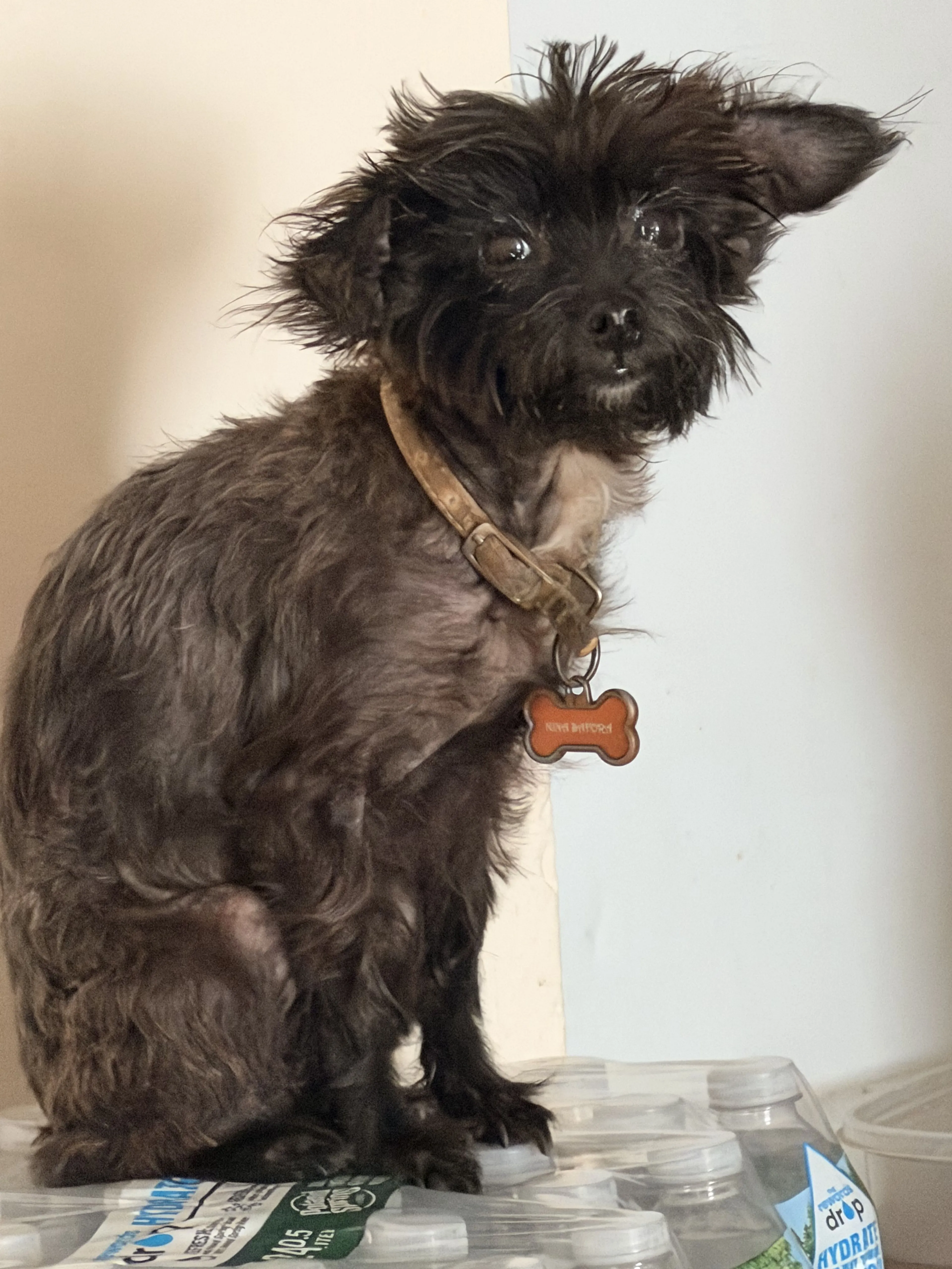 Lost pet-0