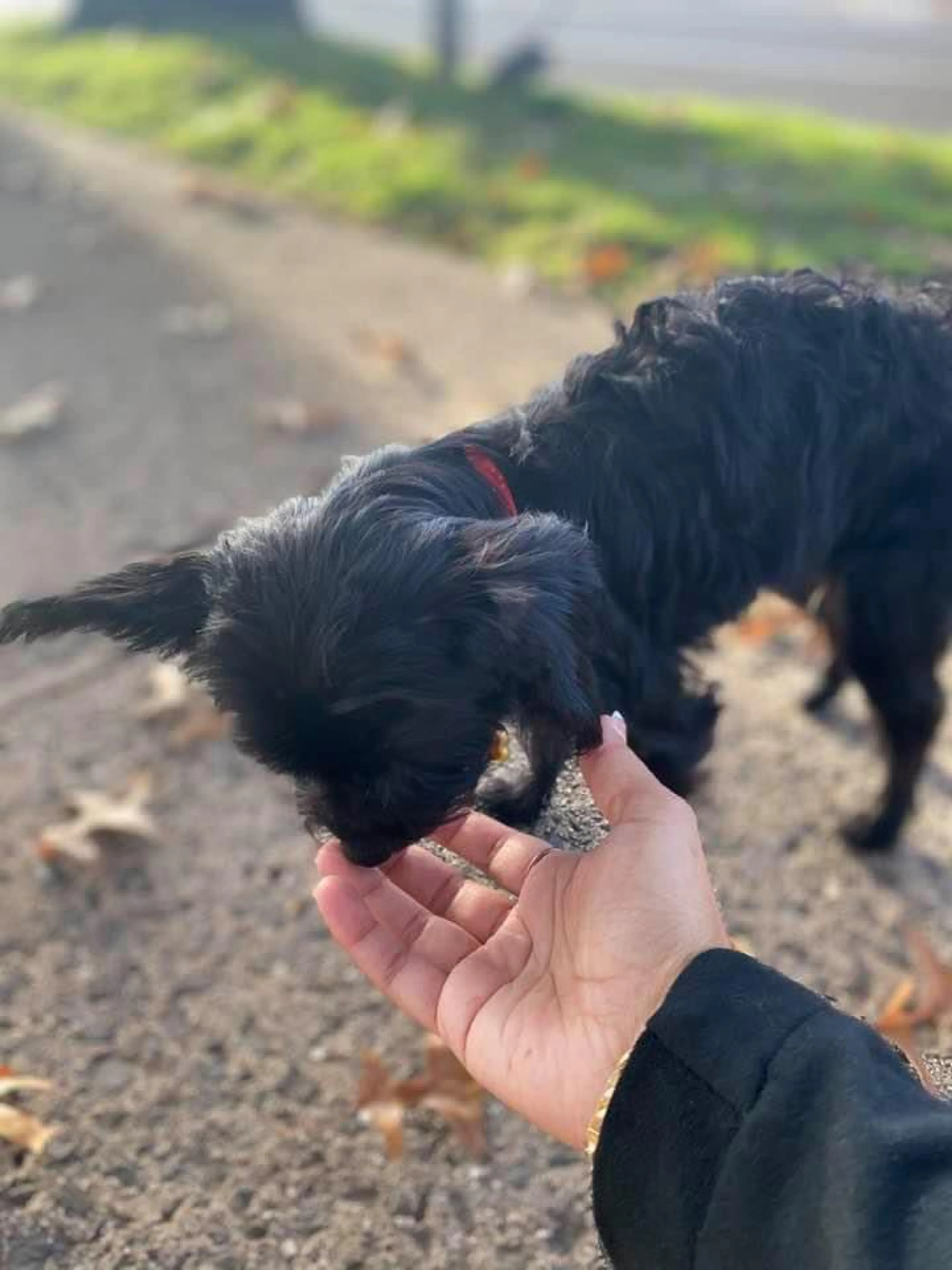 Lost pet-4