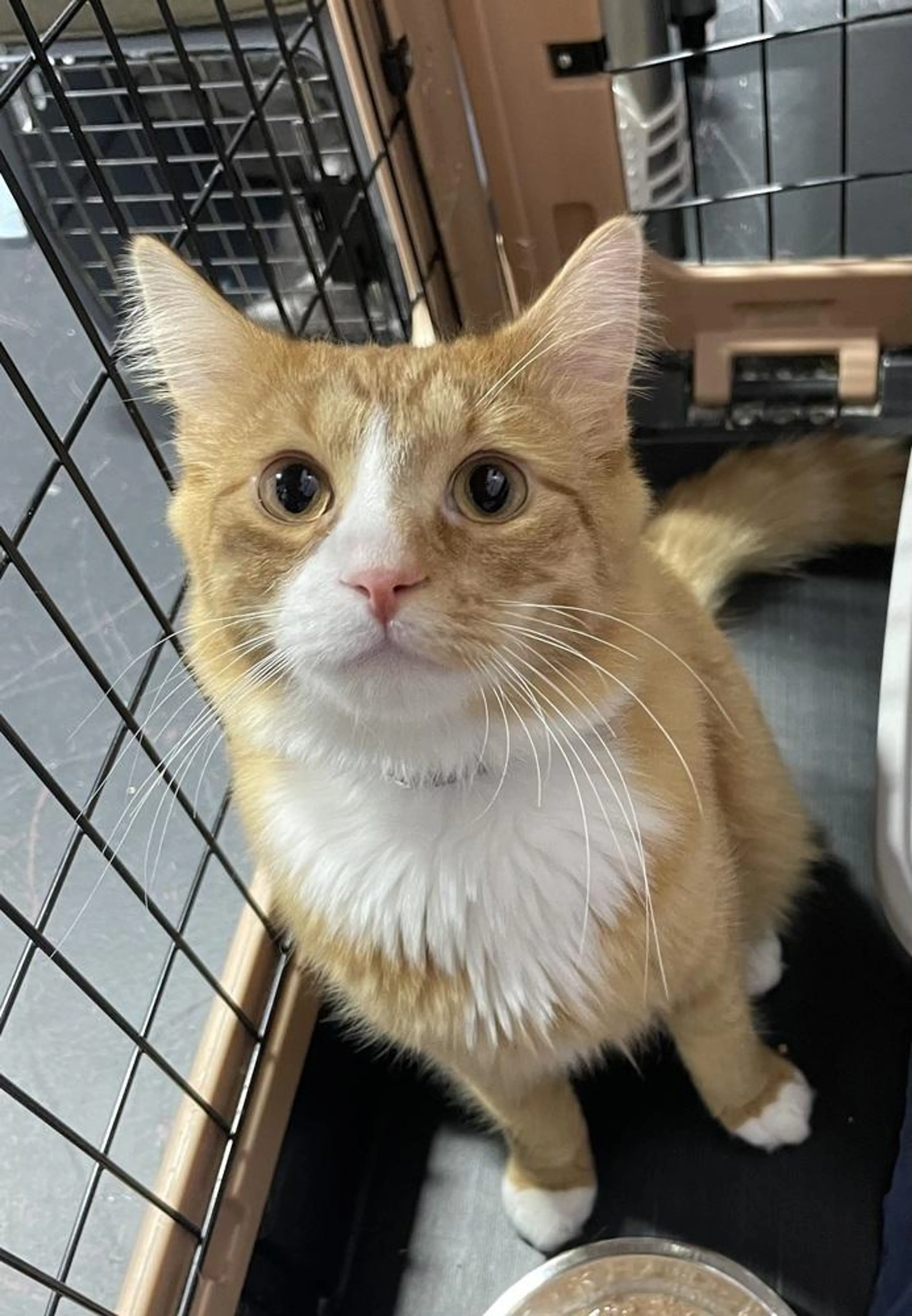 Found pet