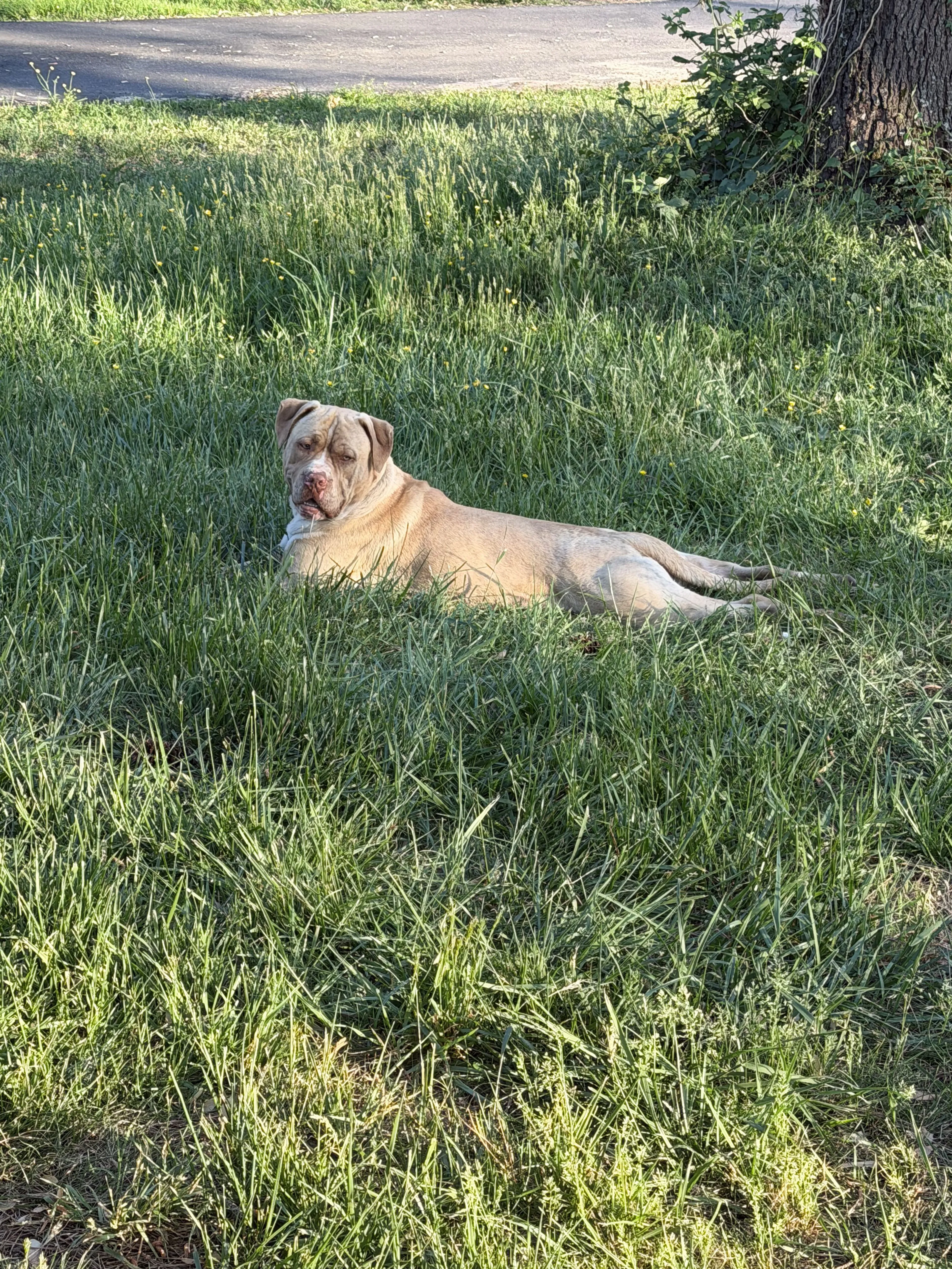 Lost pet-0