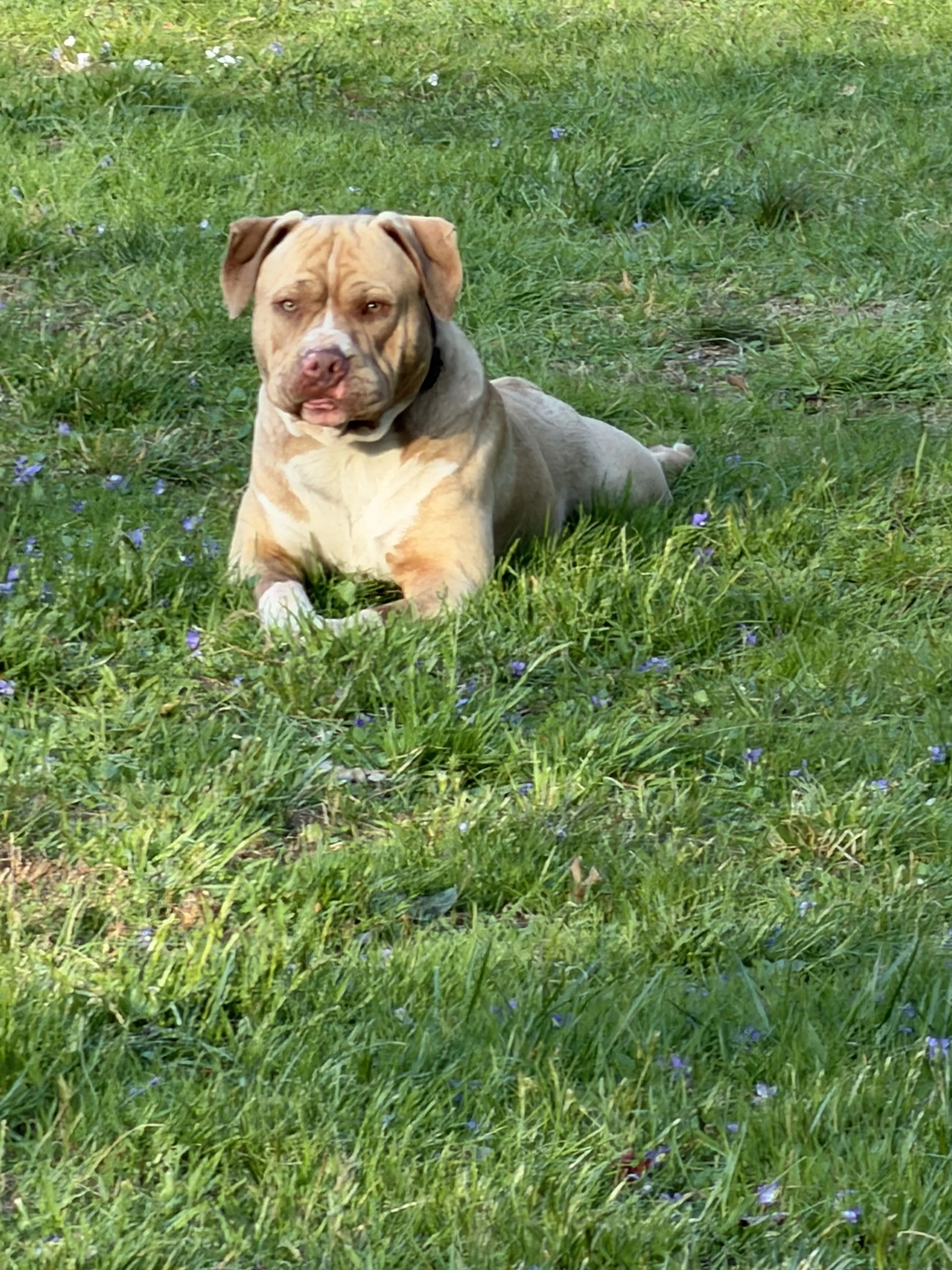 Lost pet-1