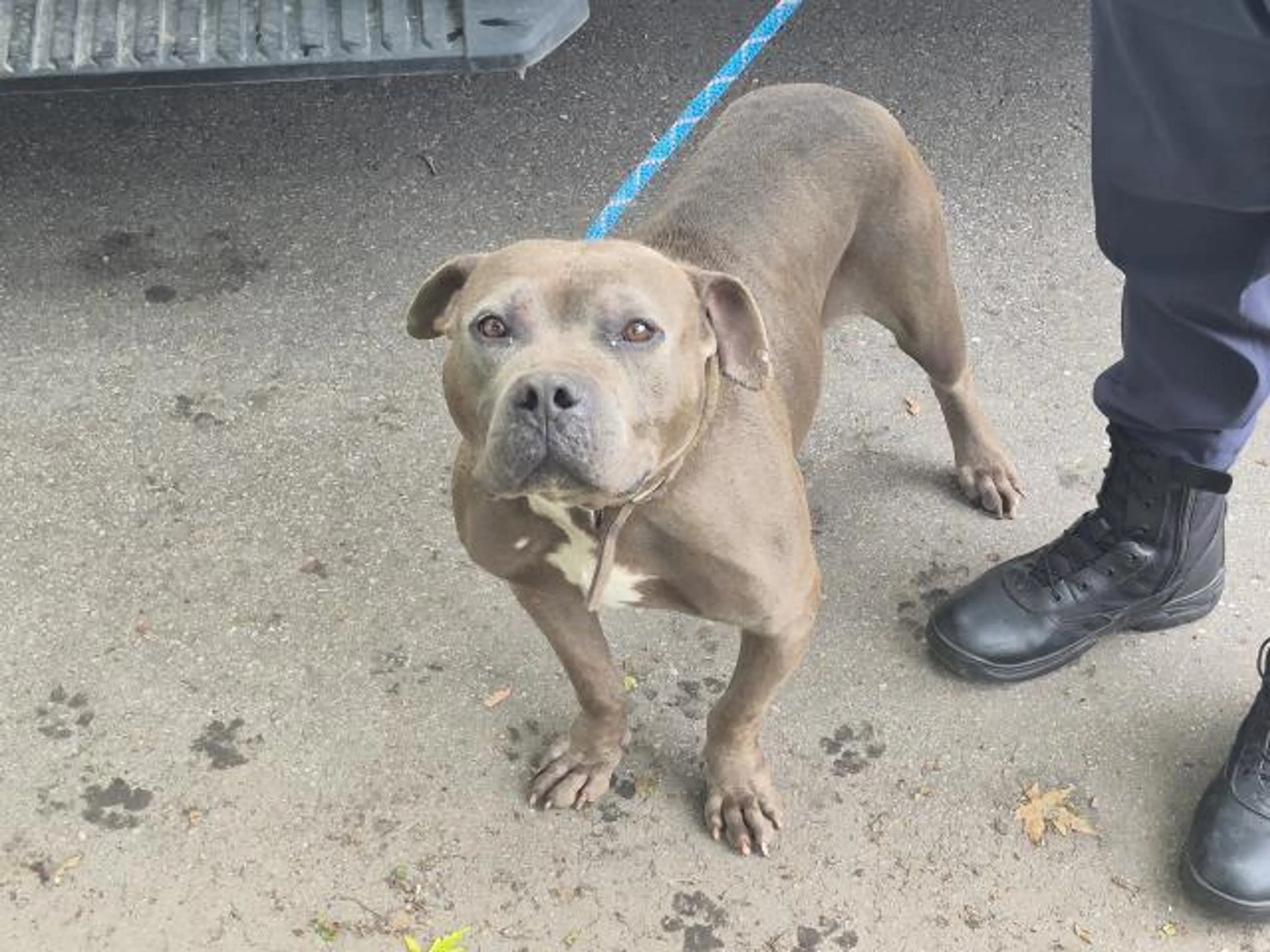 Found pet