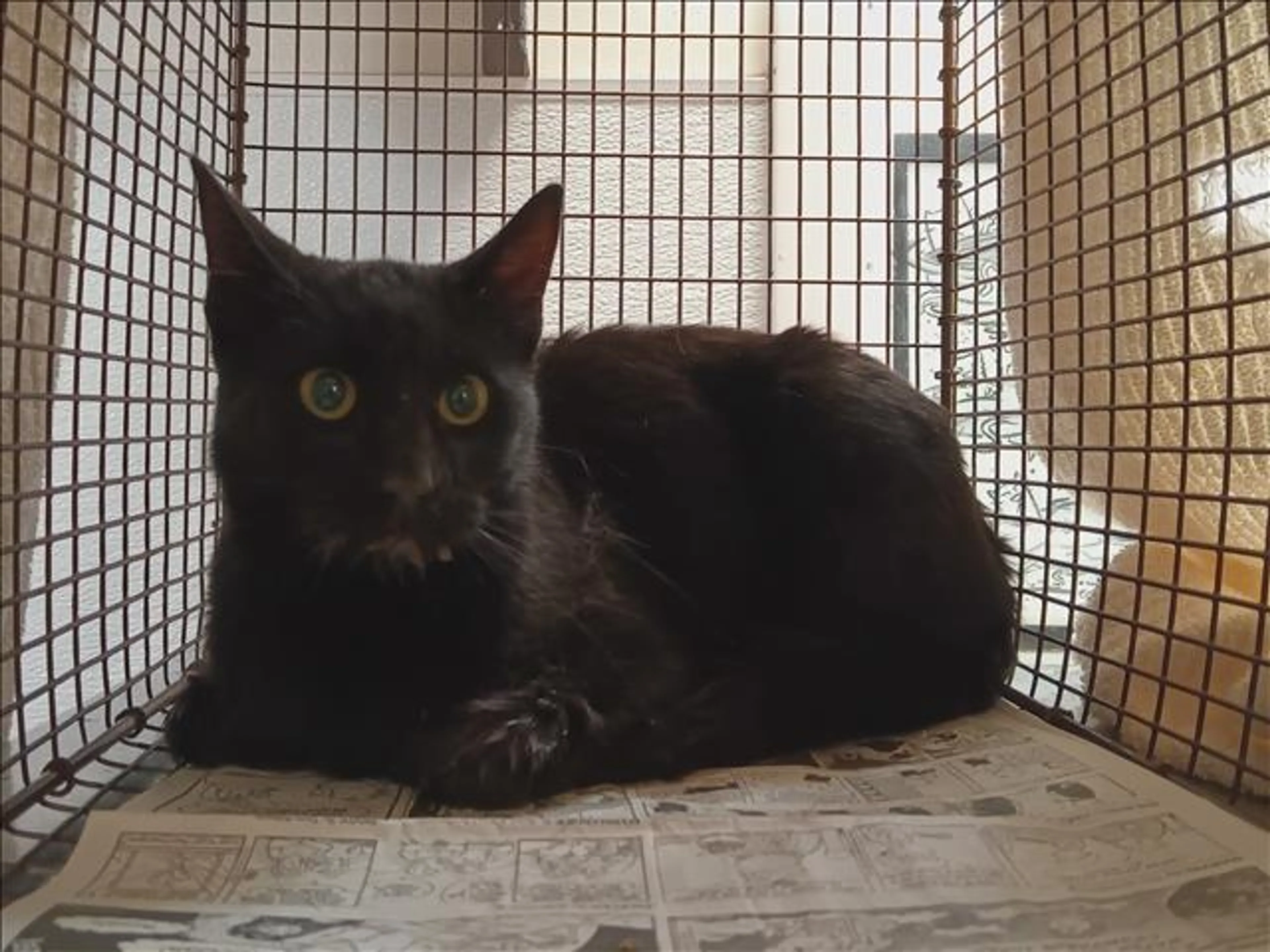 Found pet