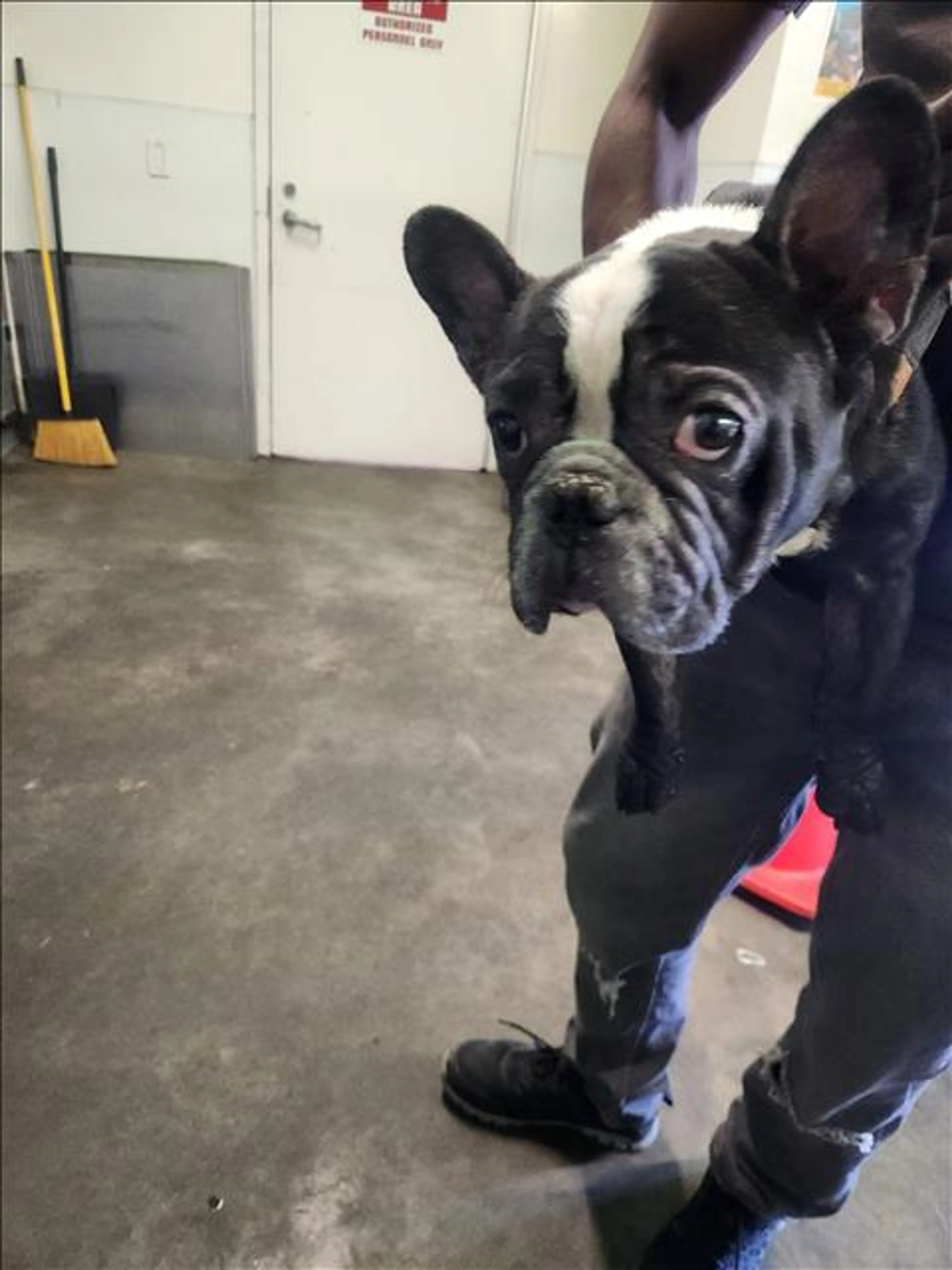 Found pet