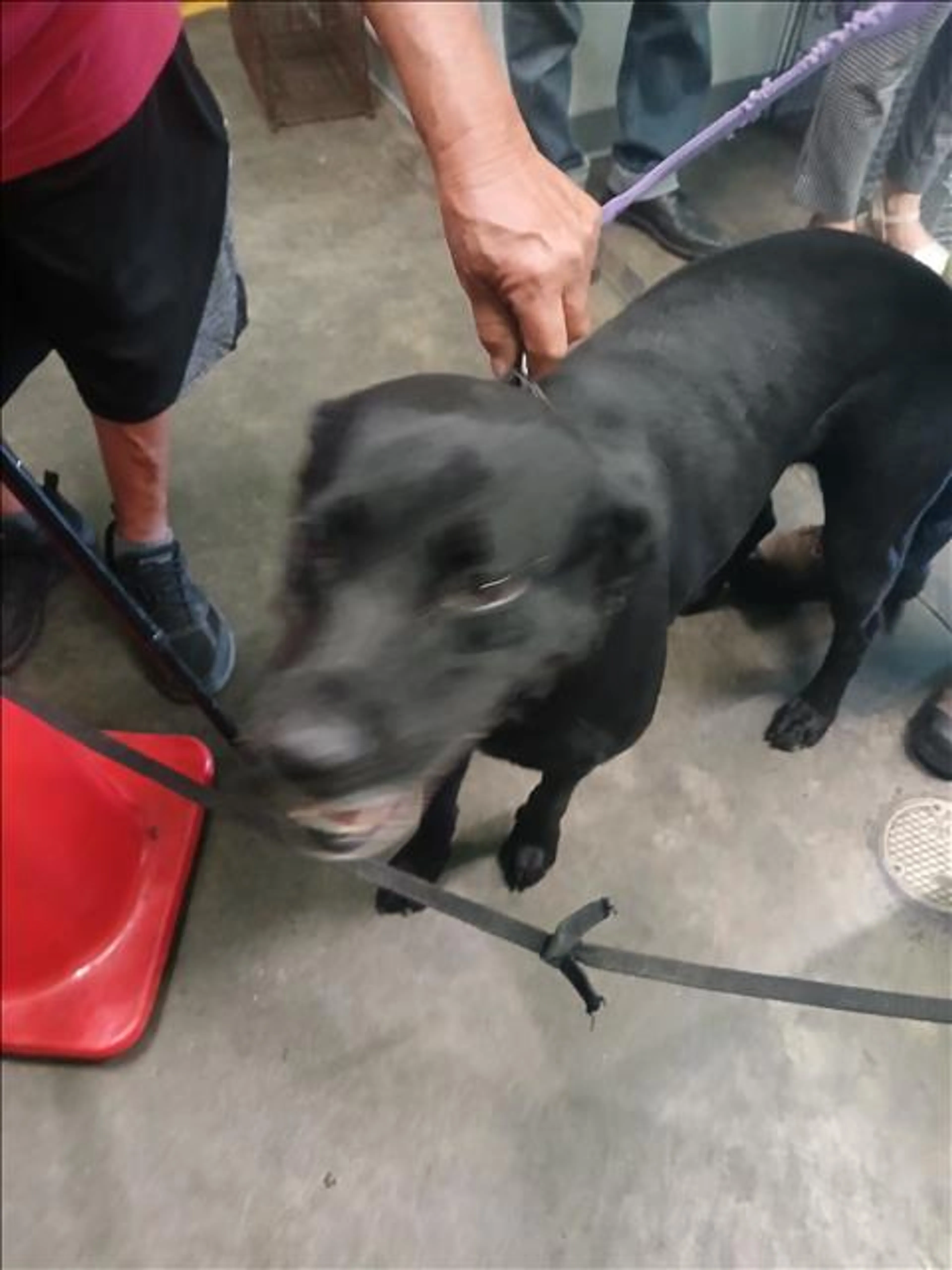 Found pet