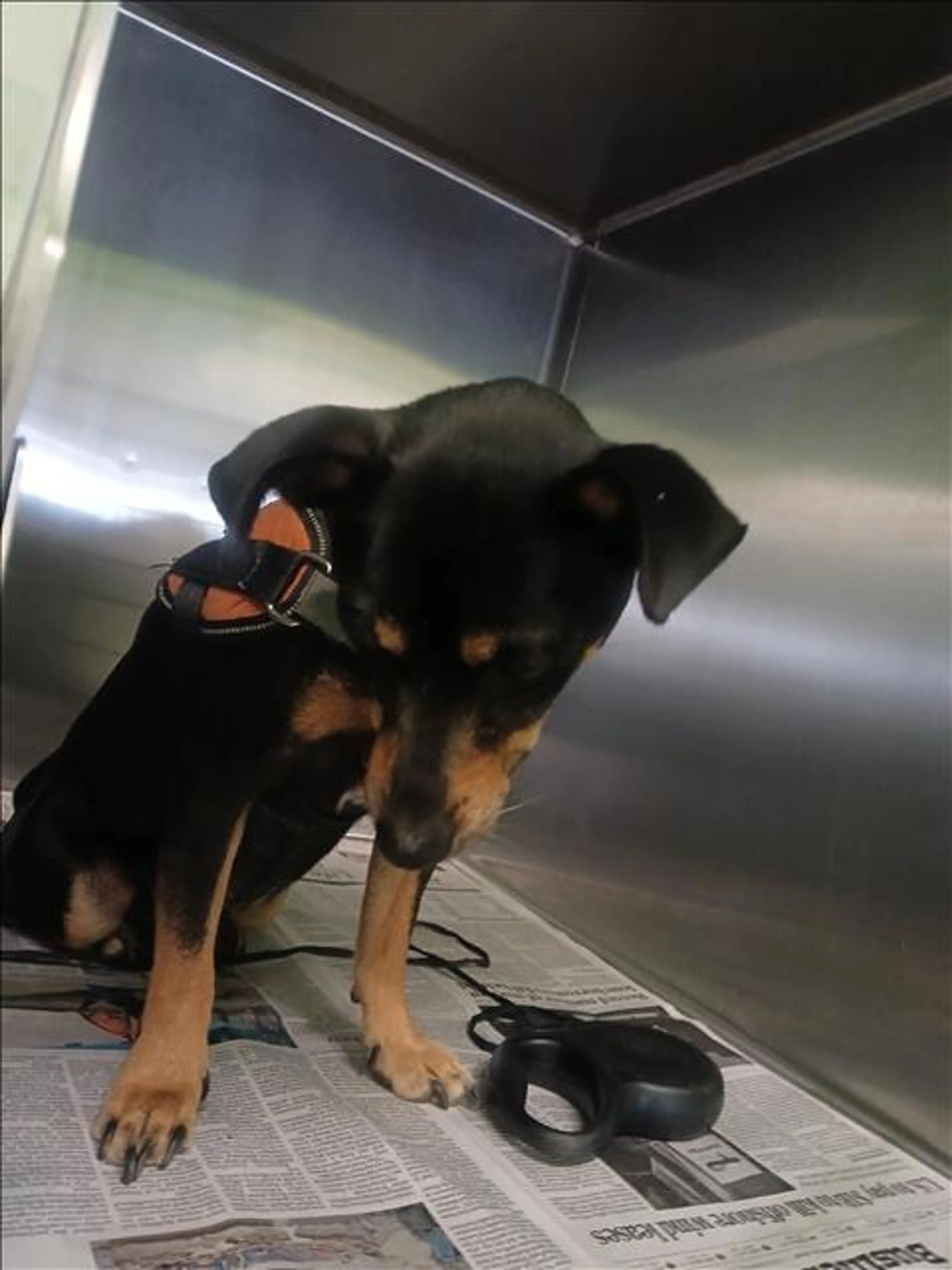 Found pet