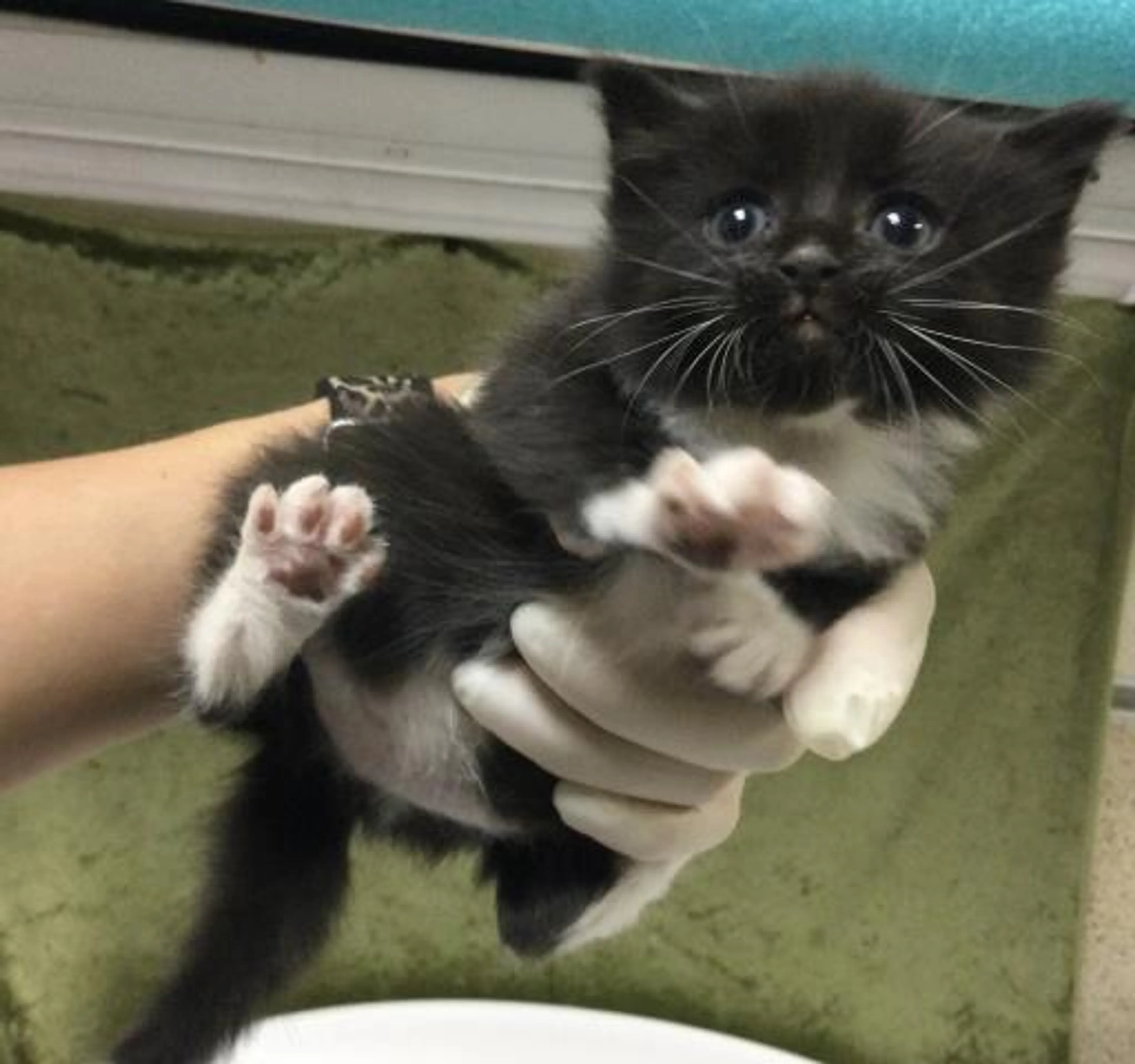 Found pet