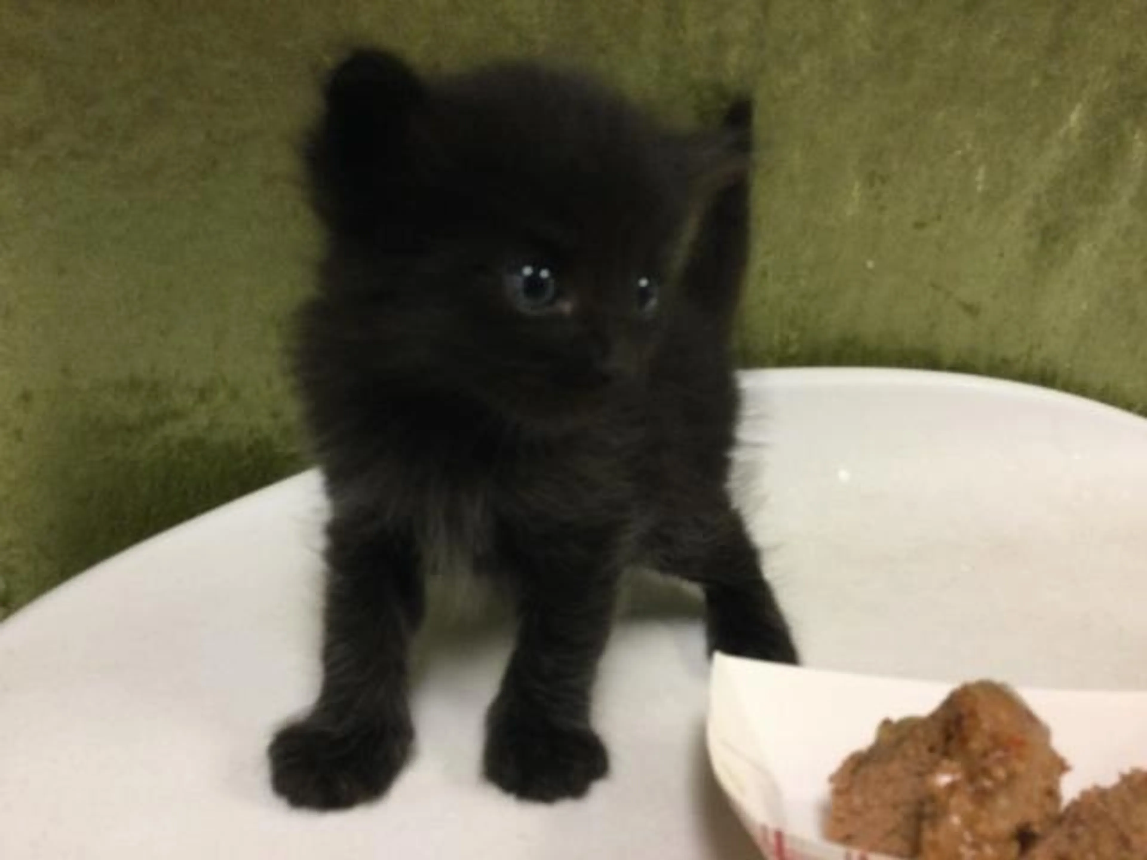 Found pet