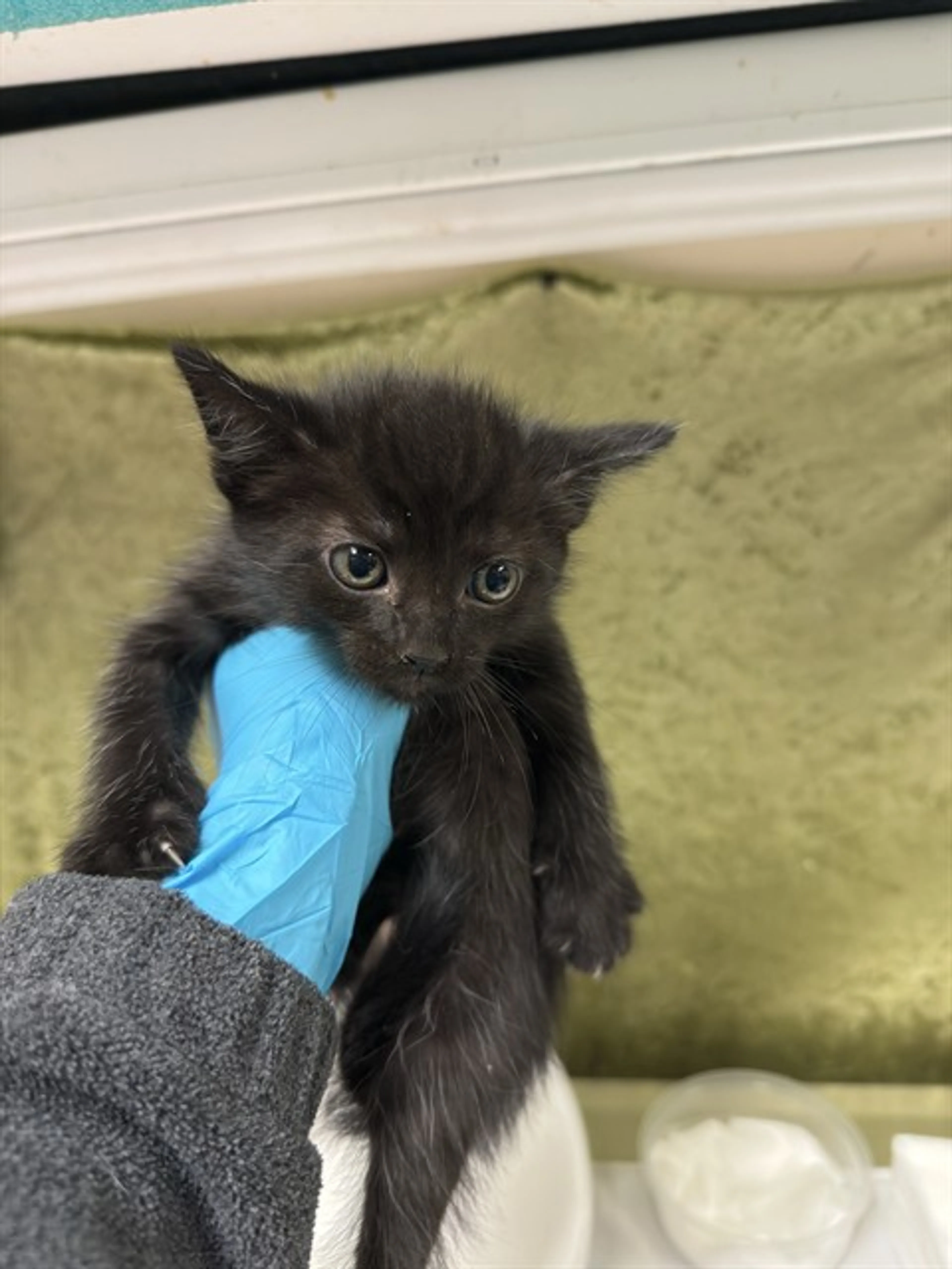 Found pet