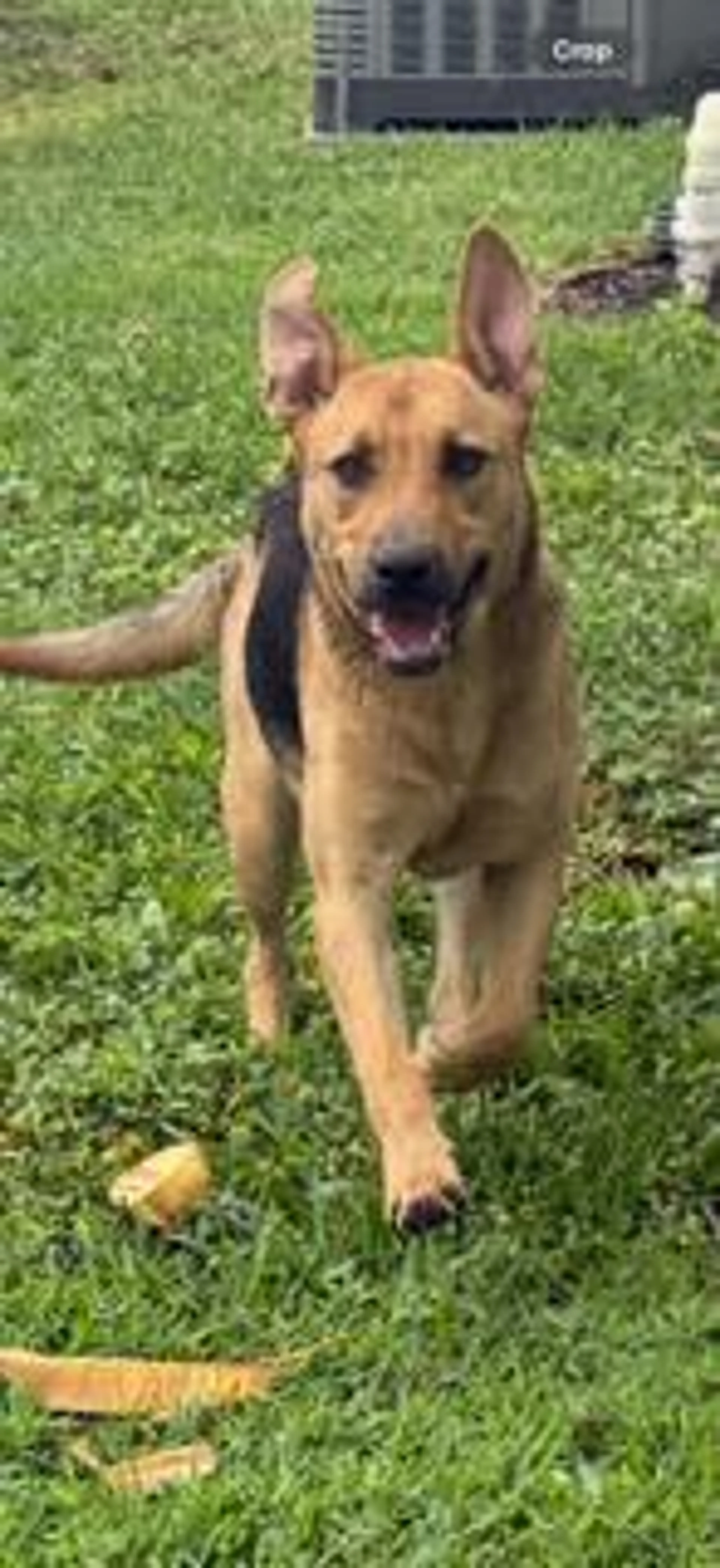 Found pet