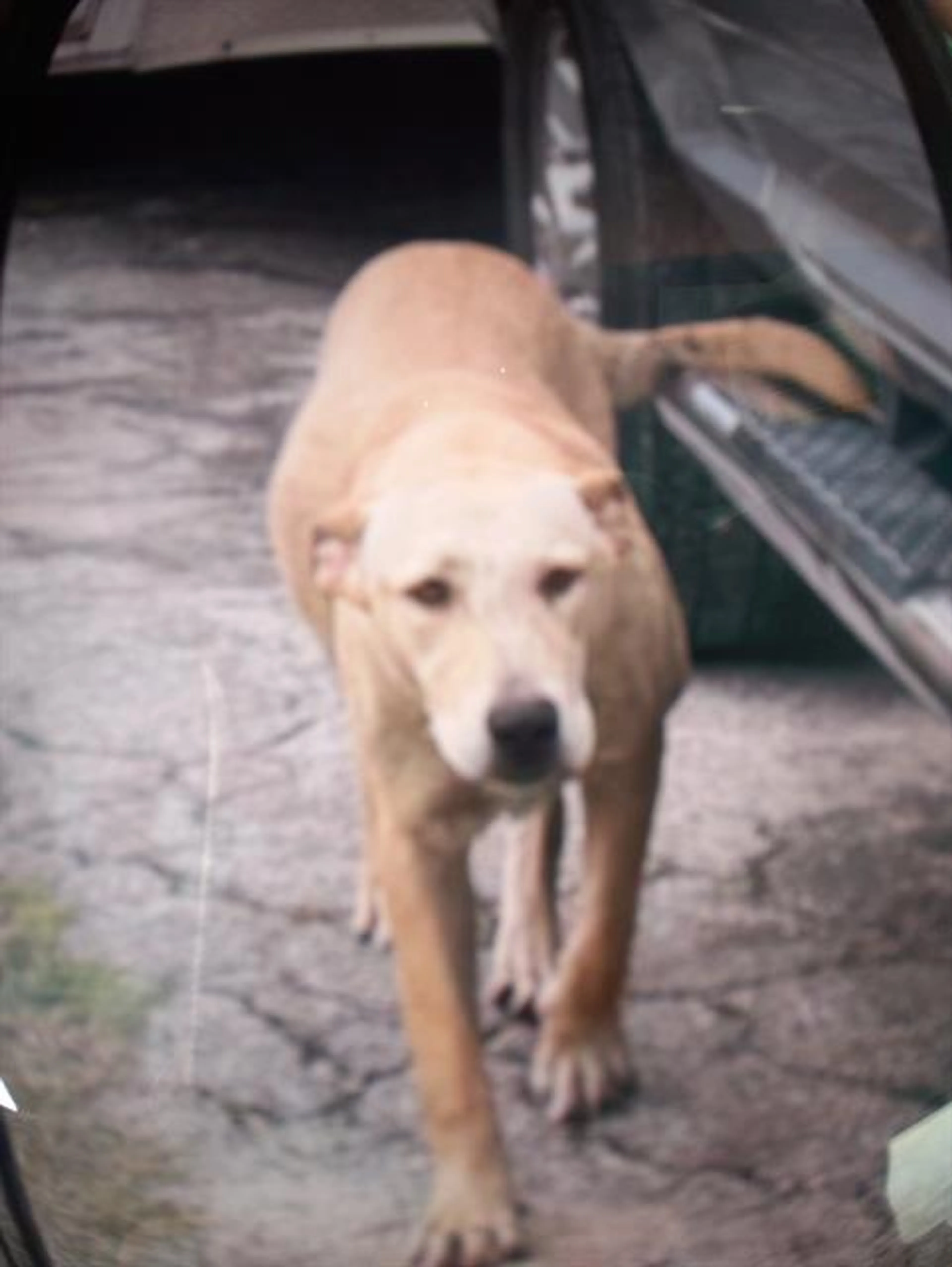 Found pet