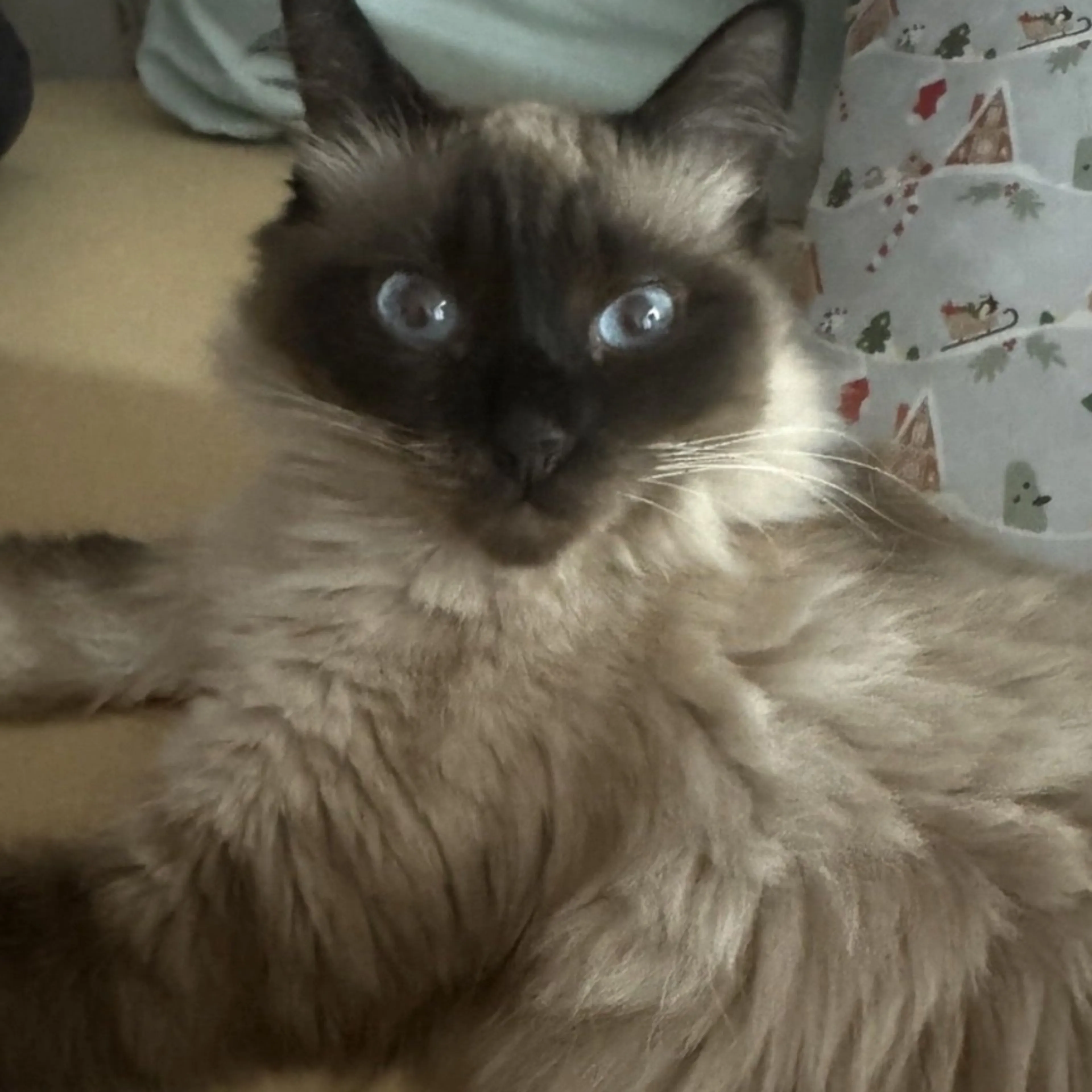 Lost pet-0