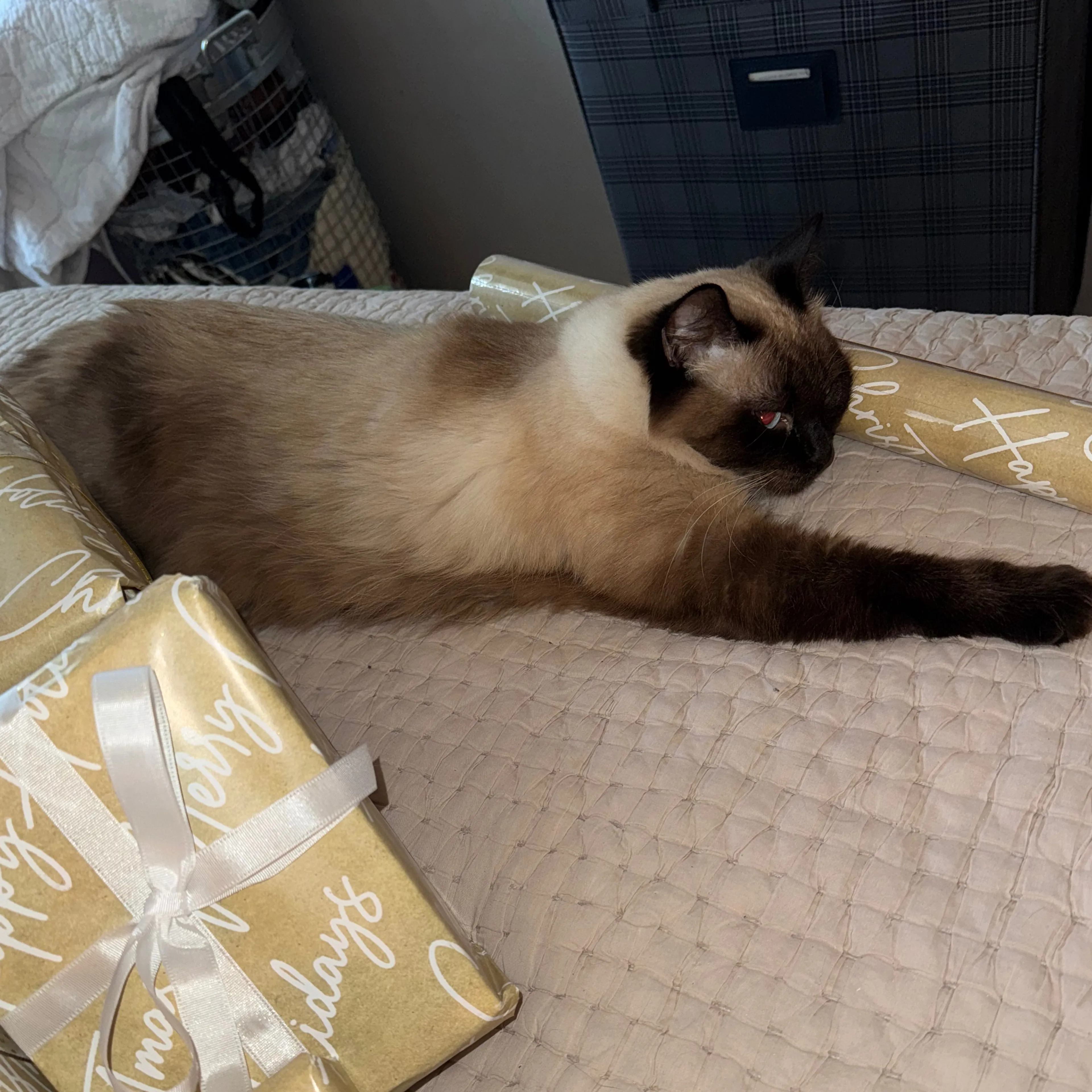 Lost pet-1