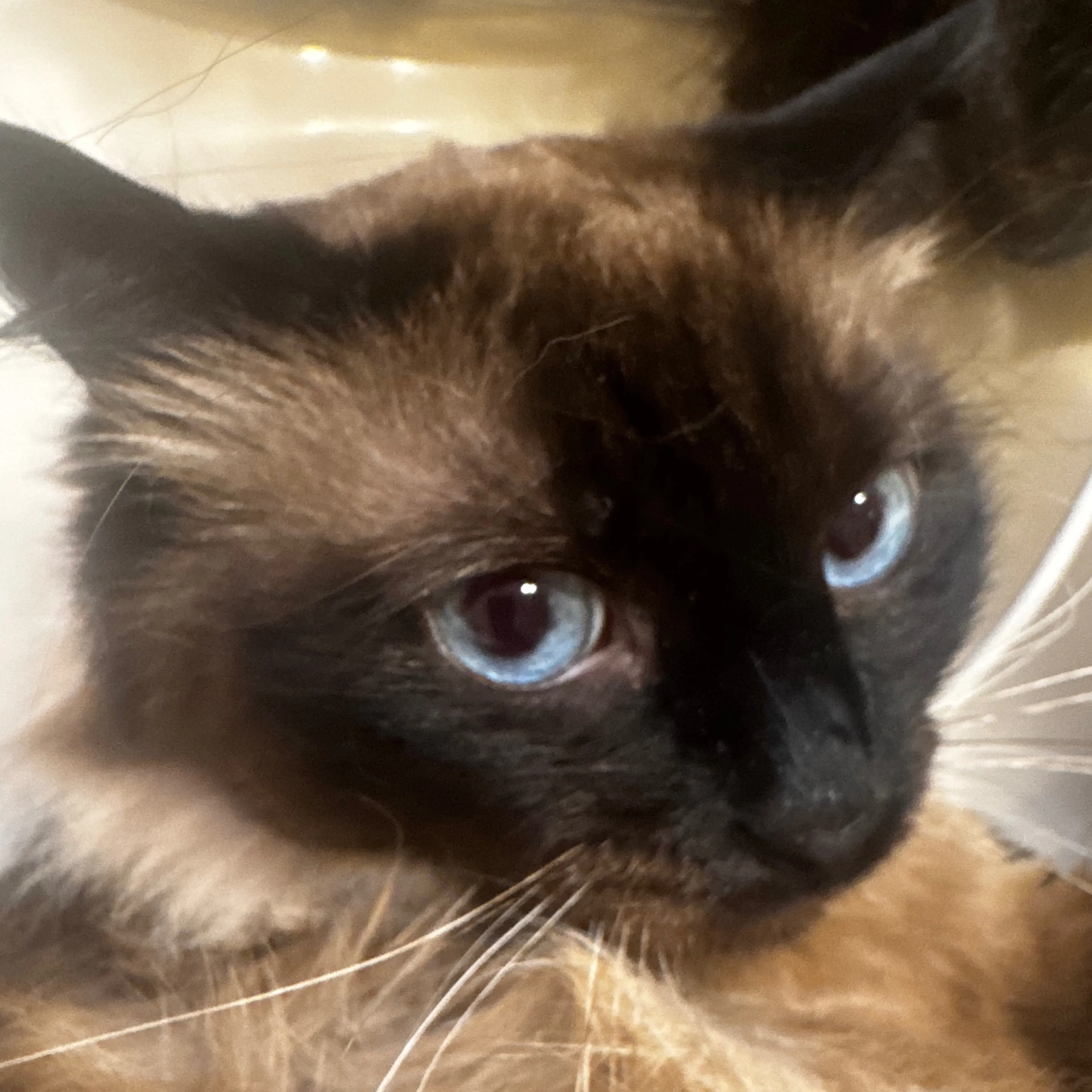 Lost pet-2