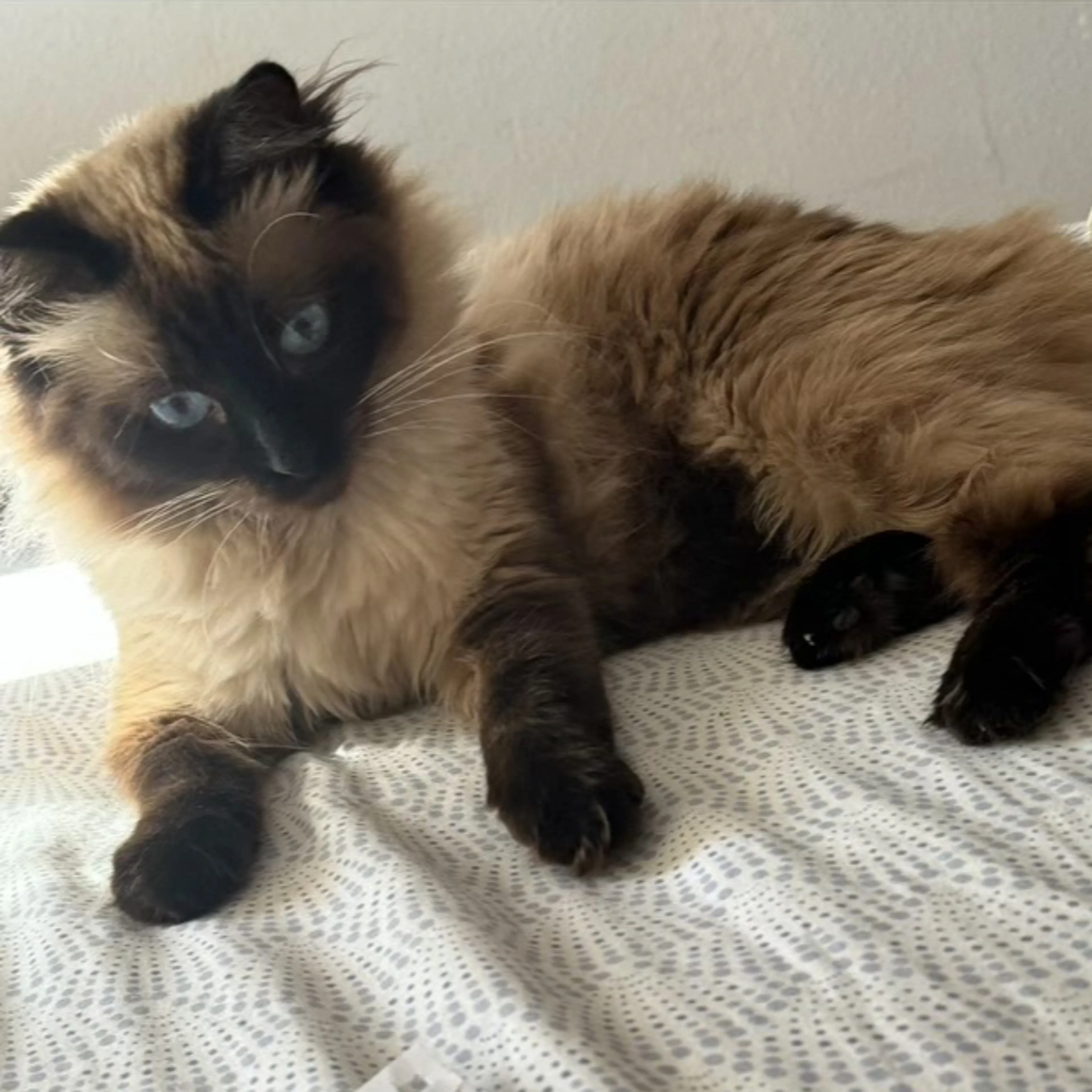 Lost pet-3