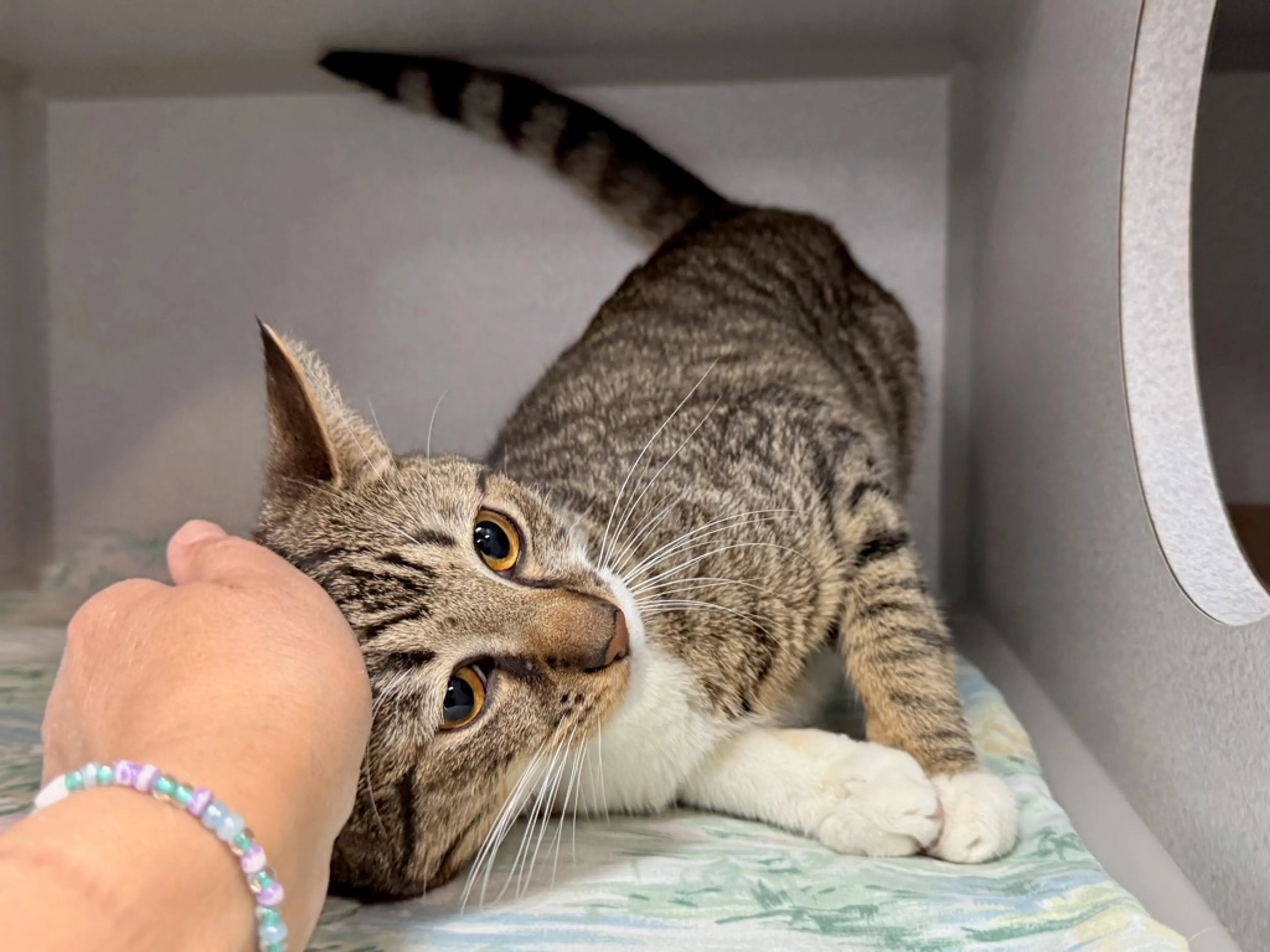 Found pet-1
