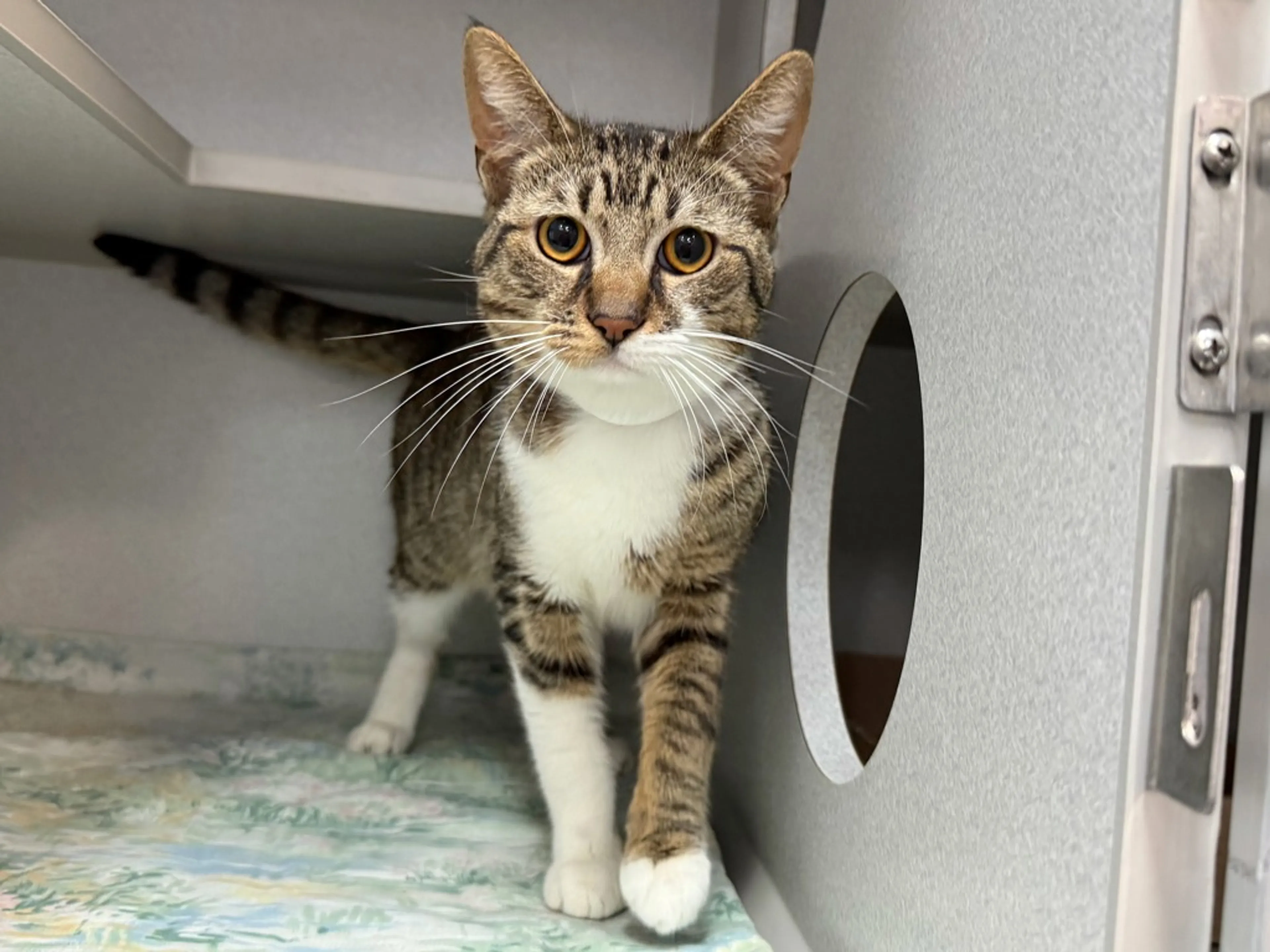 Found pet-2