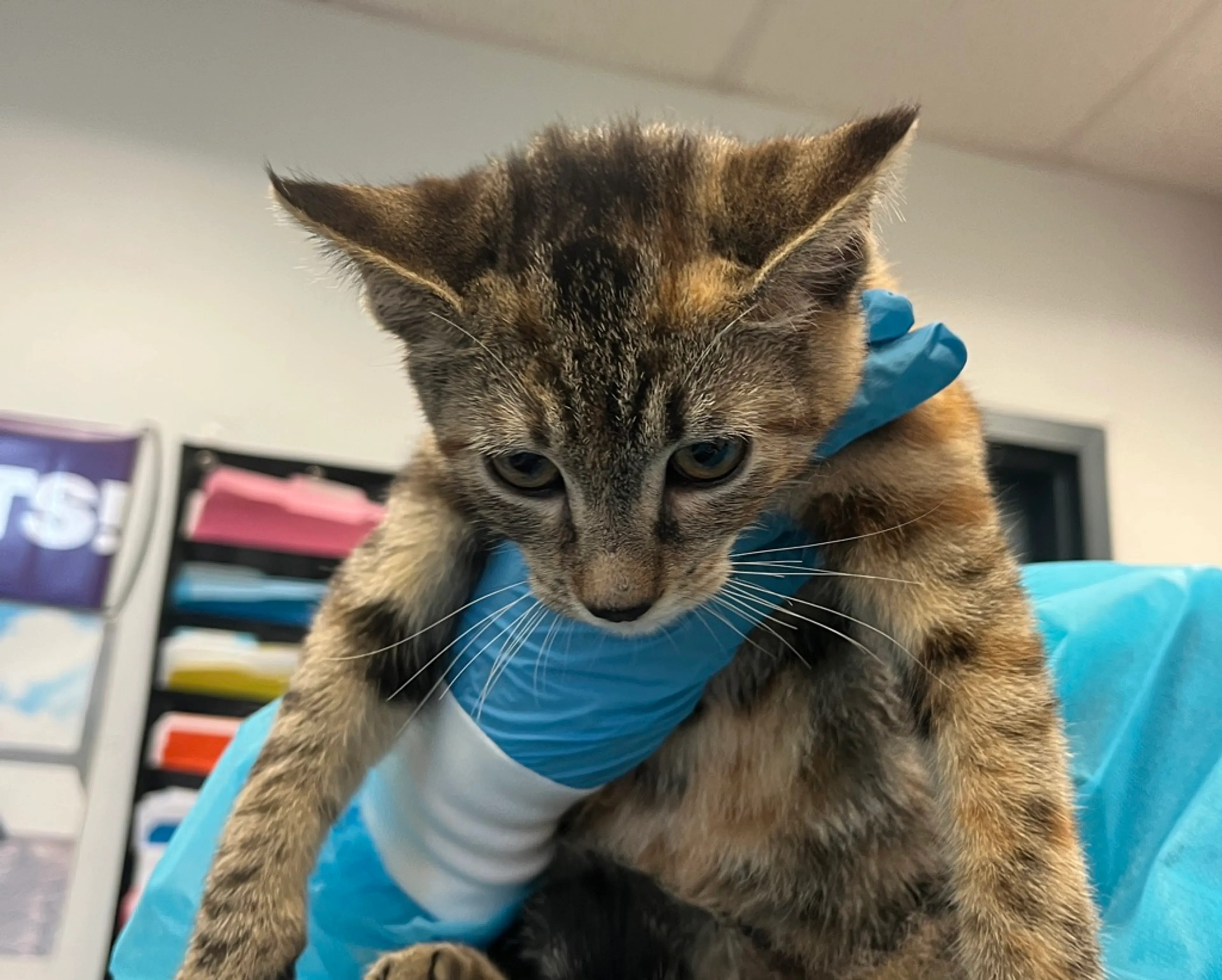 Found pet-1