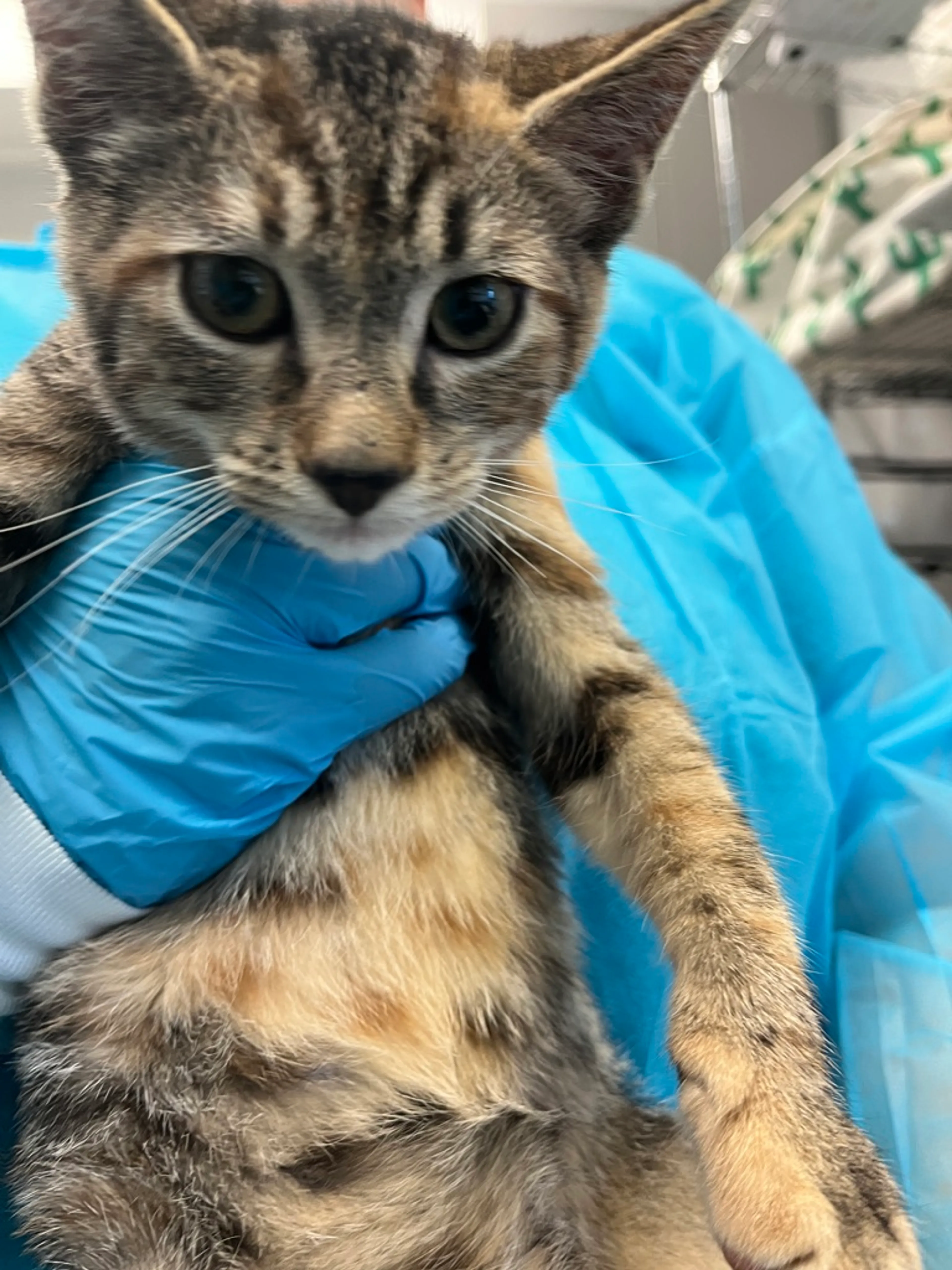 Found pet-0