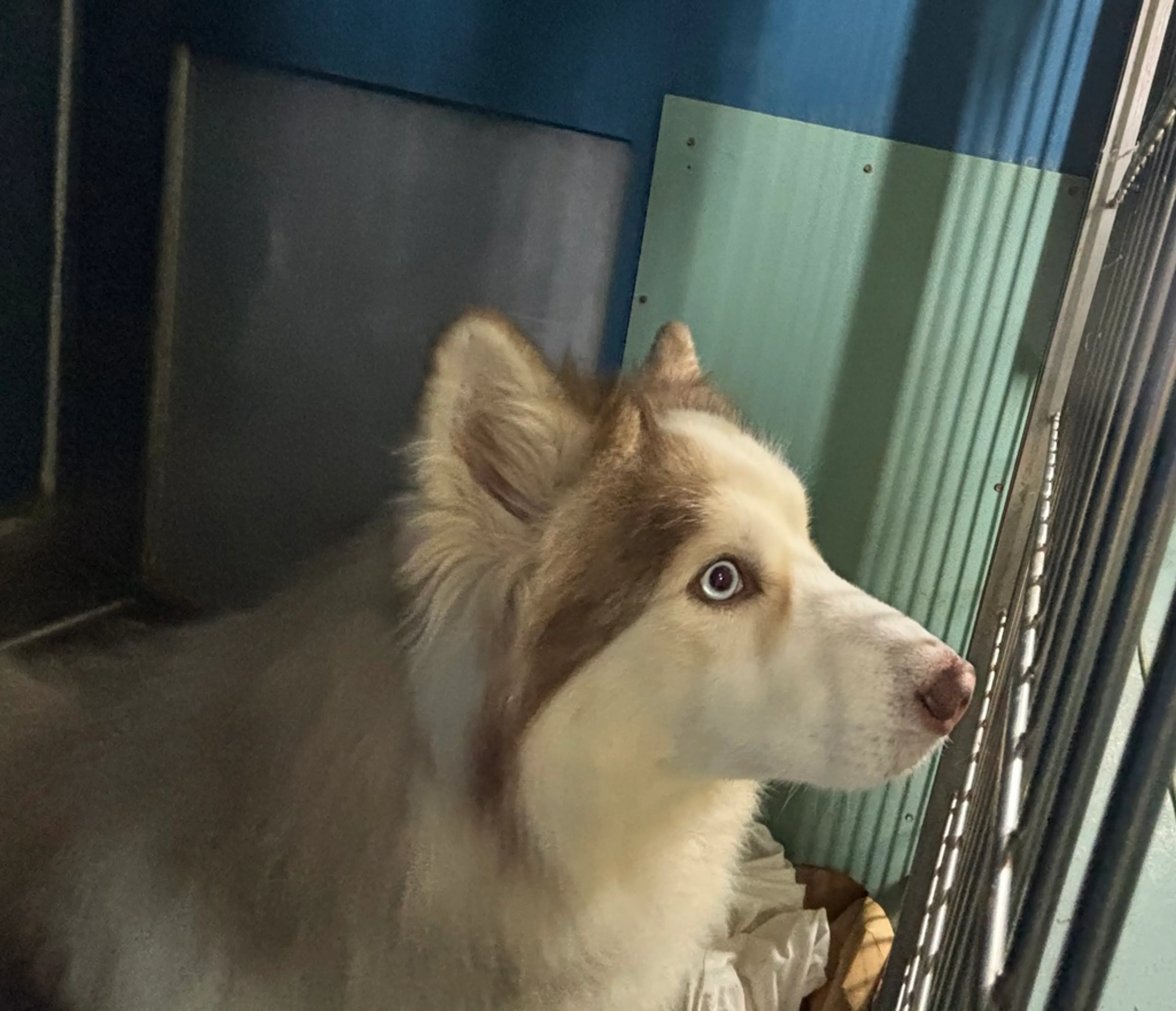 Found pet