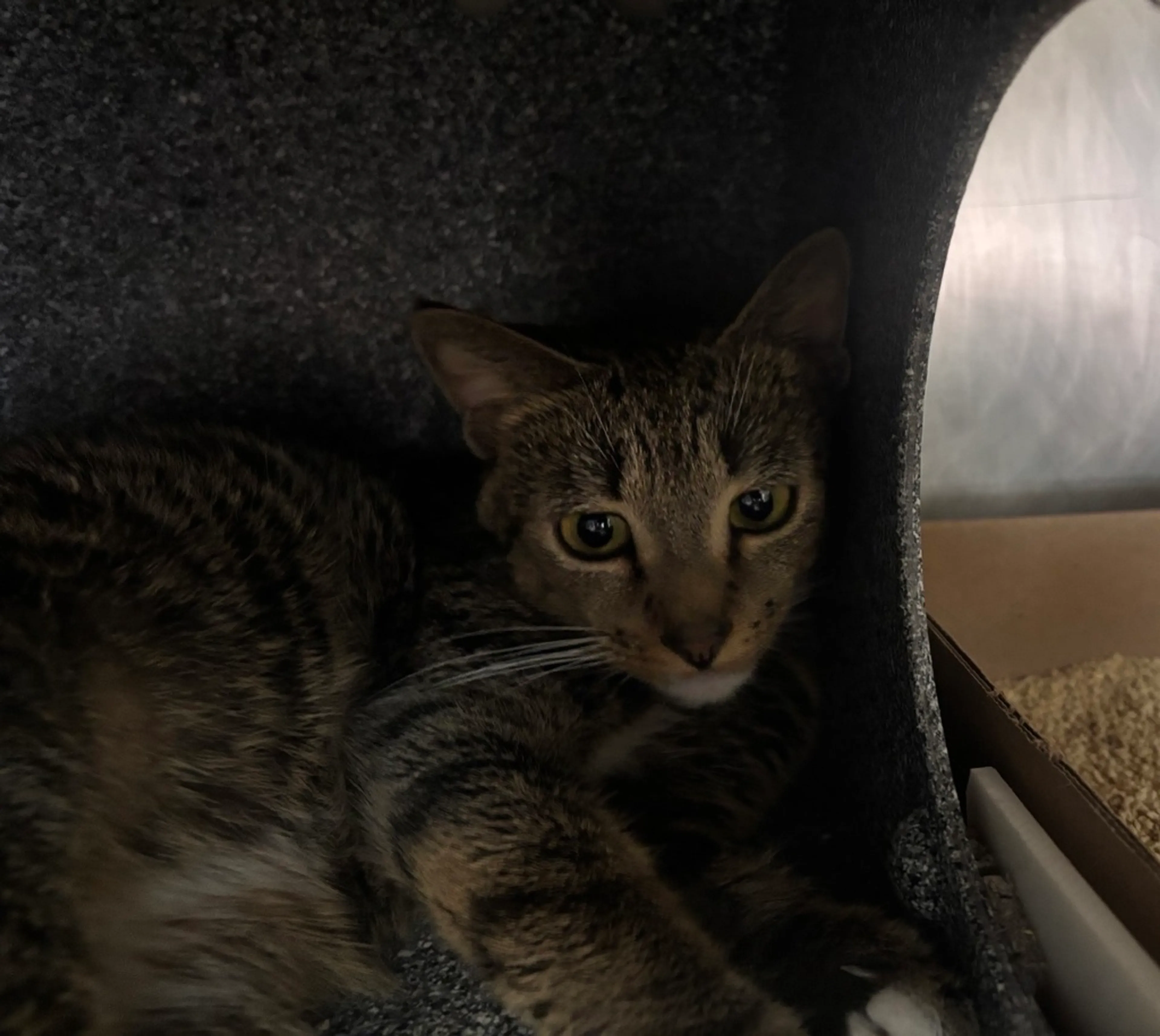 Found pet
