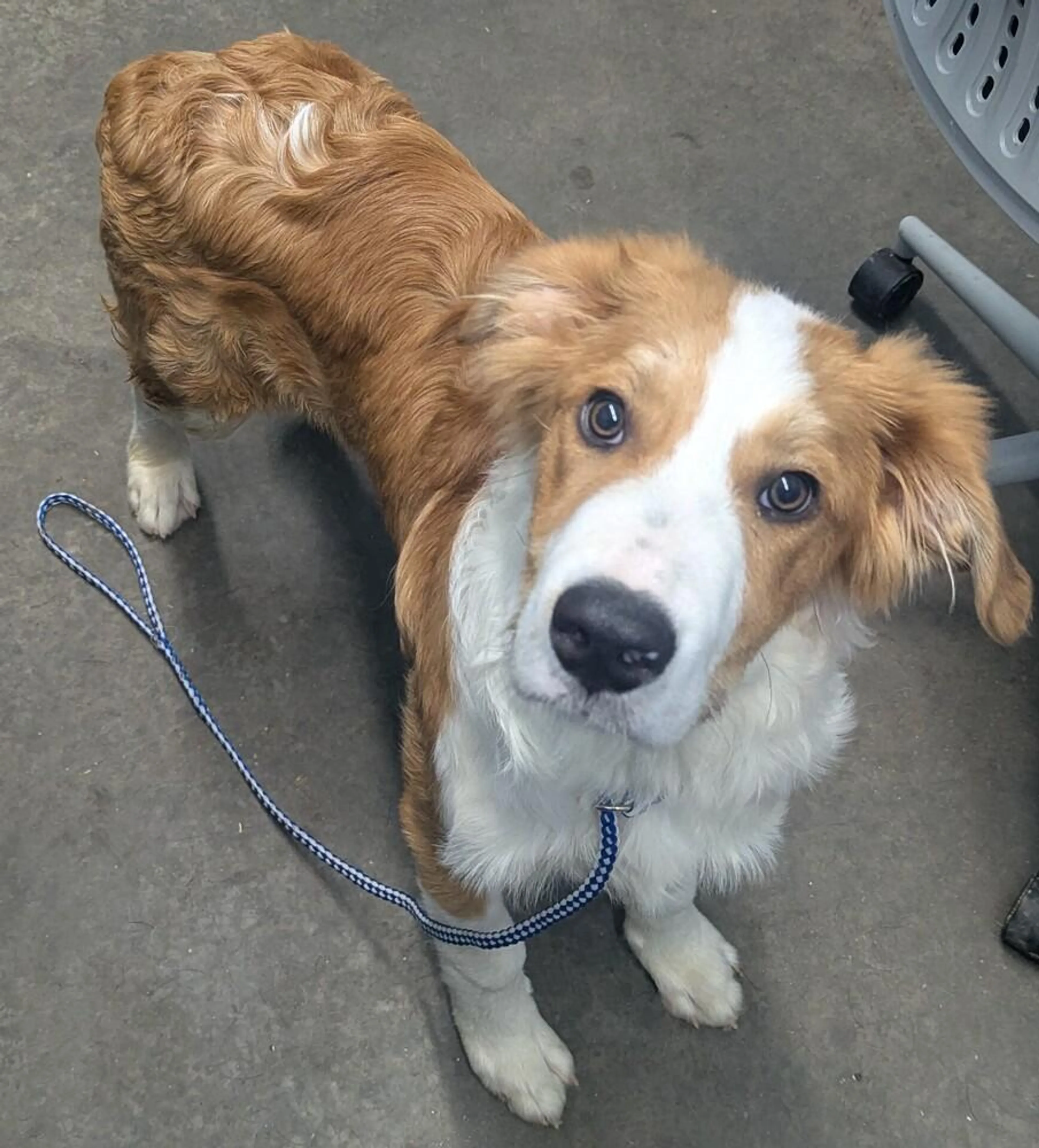 Found pet-2