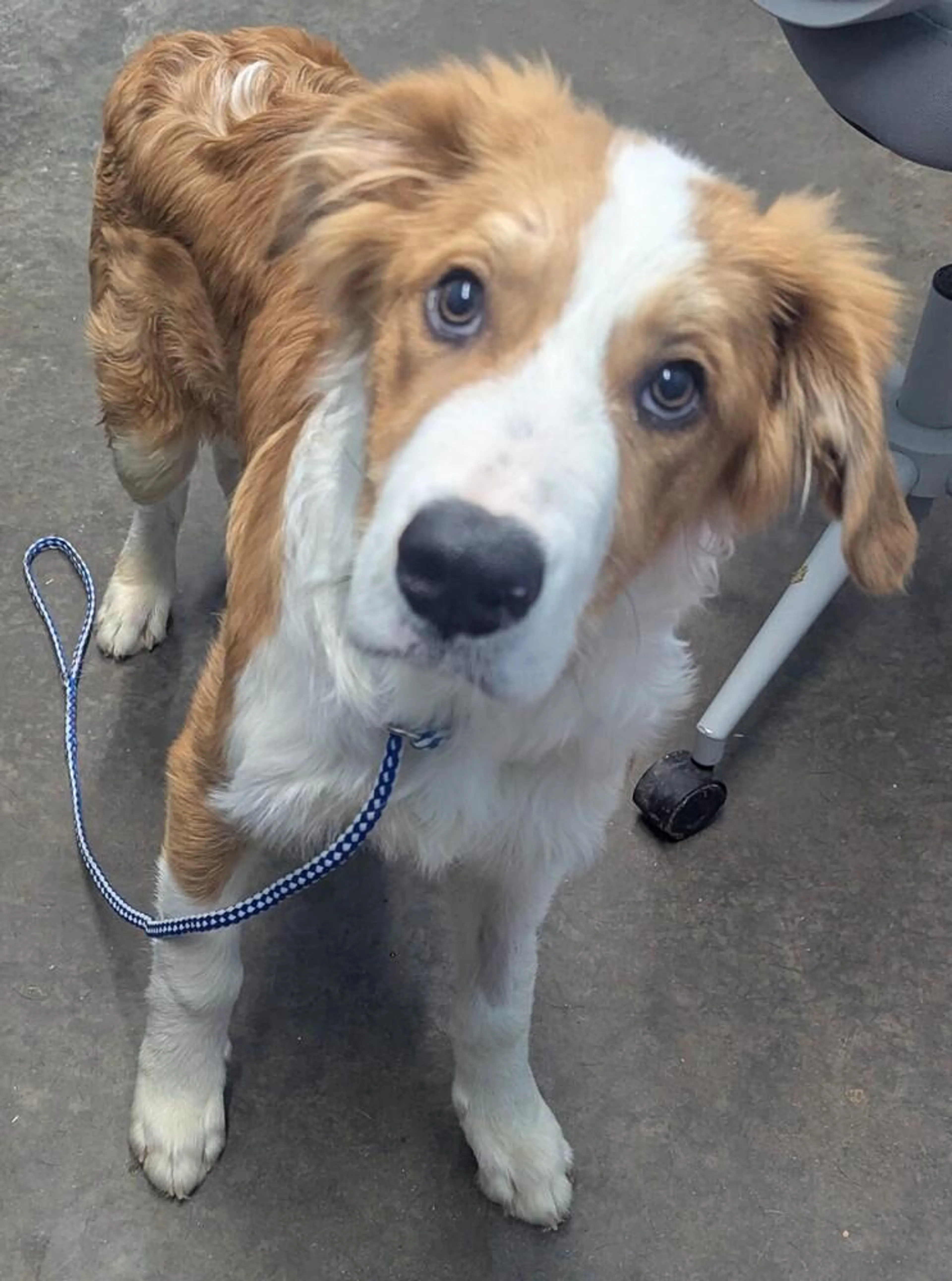 Found pet-1