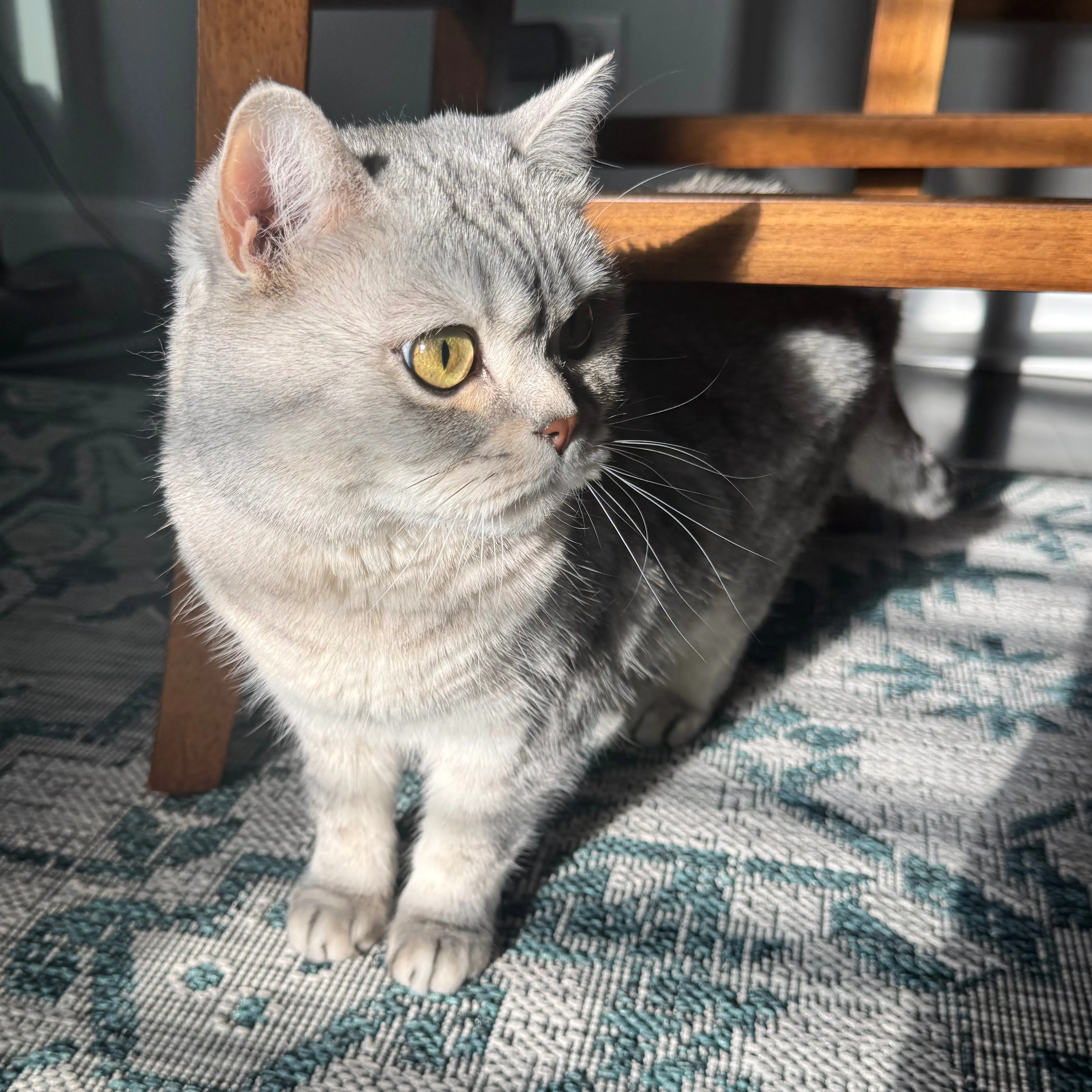Lost pet-2