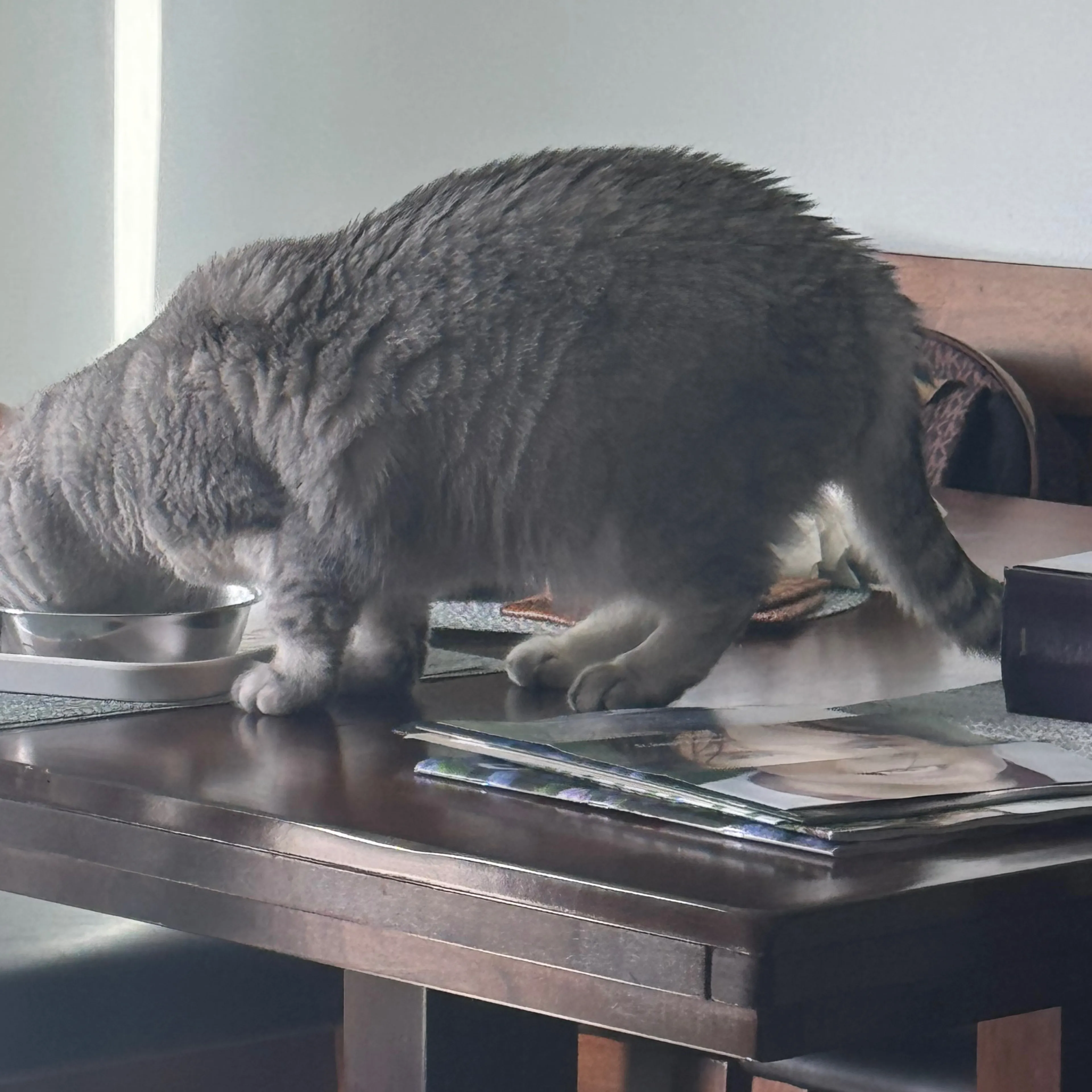 Lost pet-3