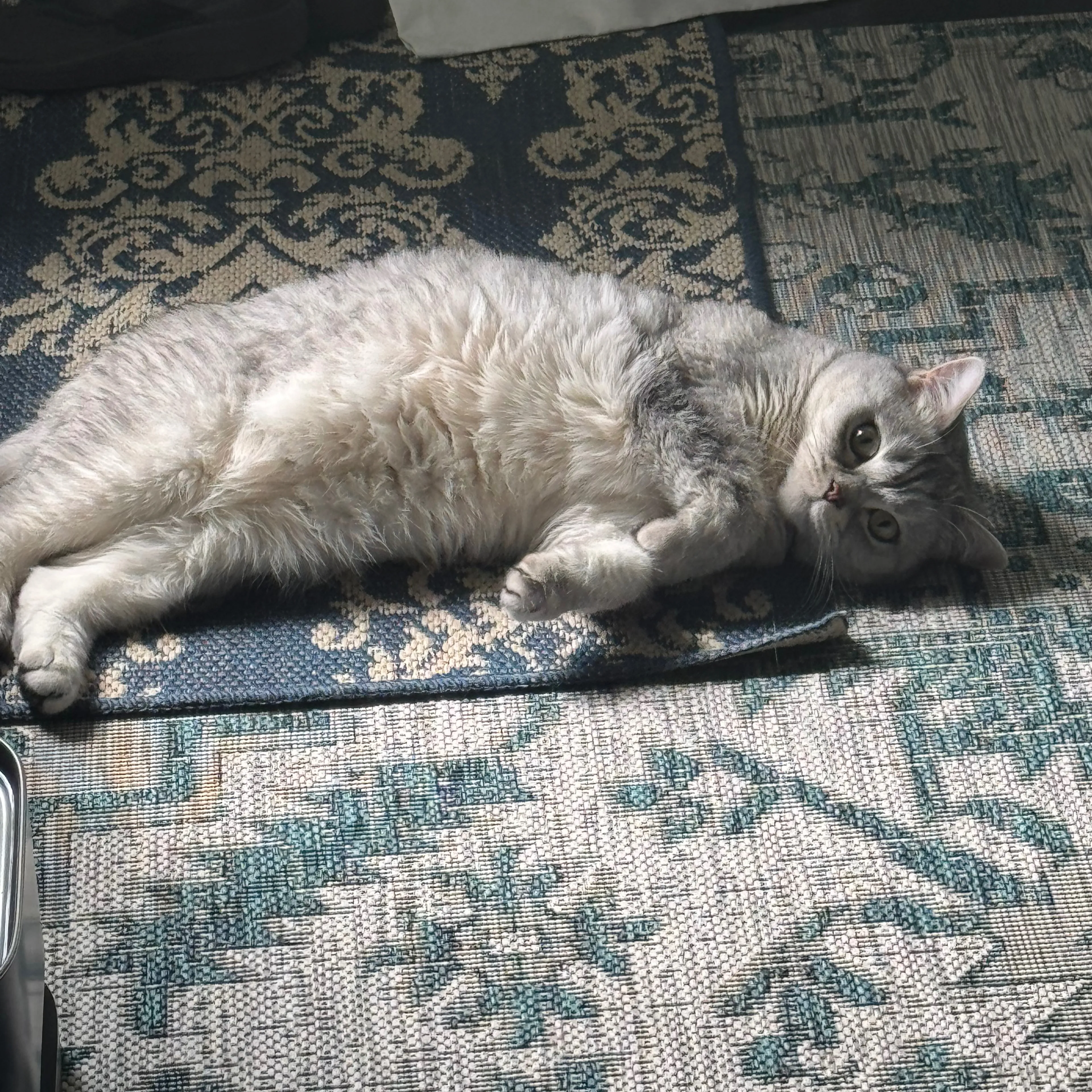 Lost pet-1