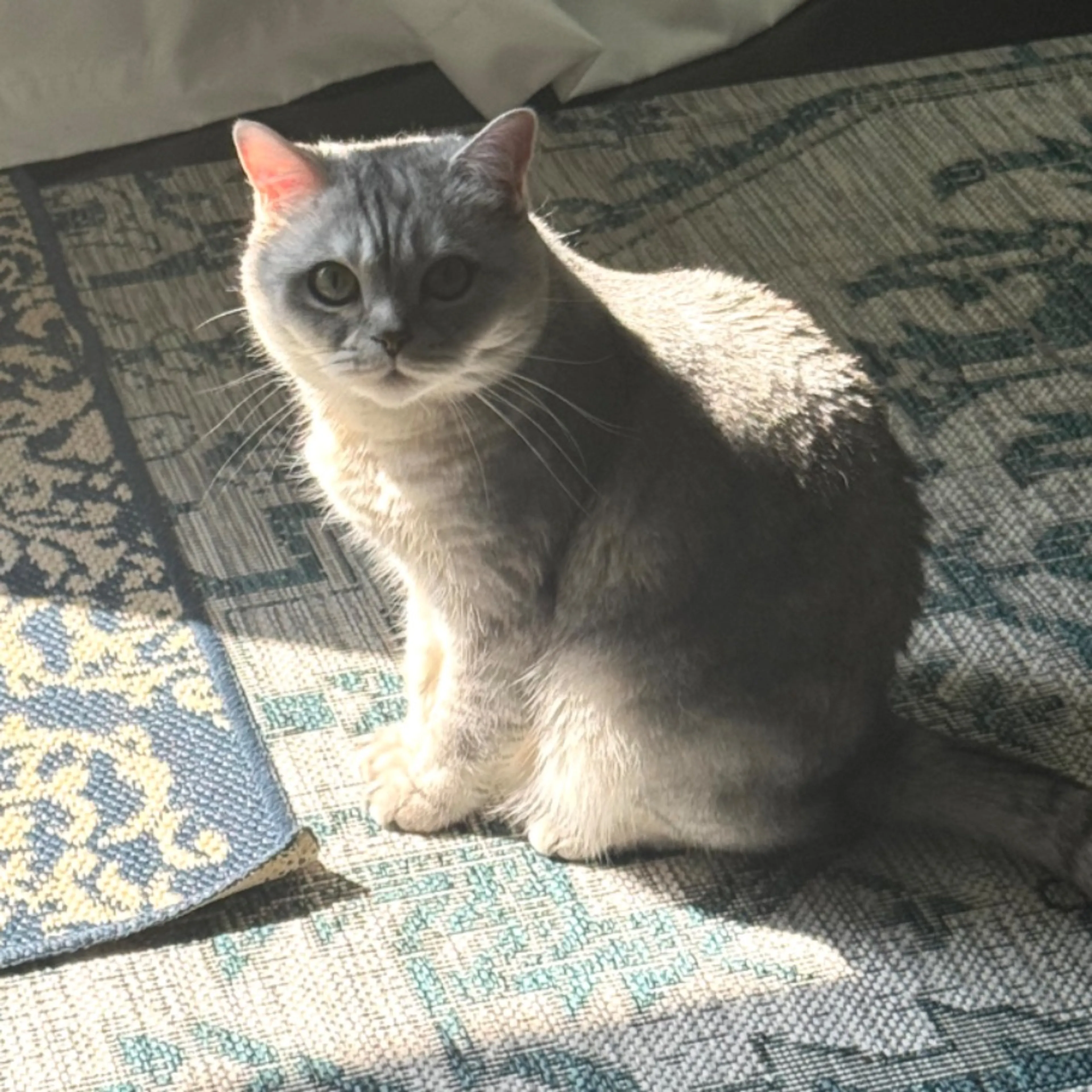 Lost pet-0