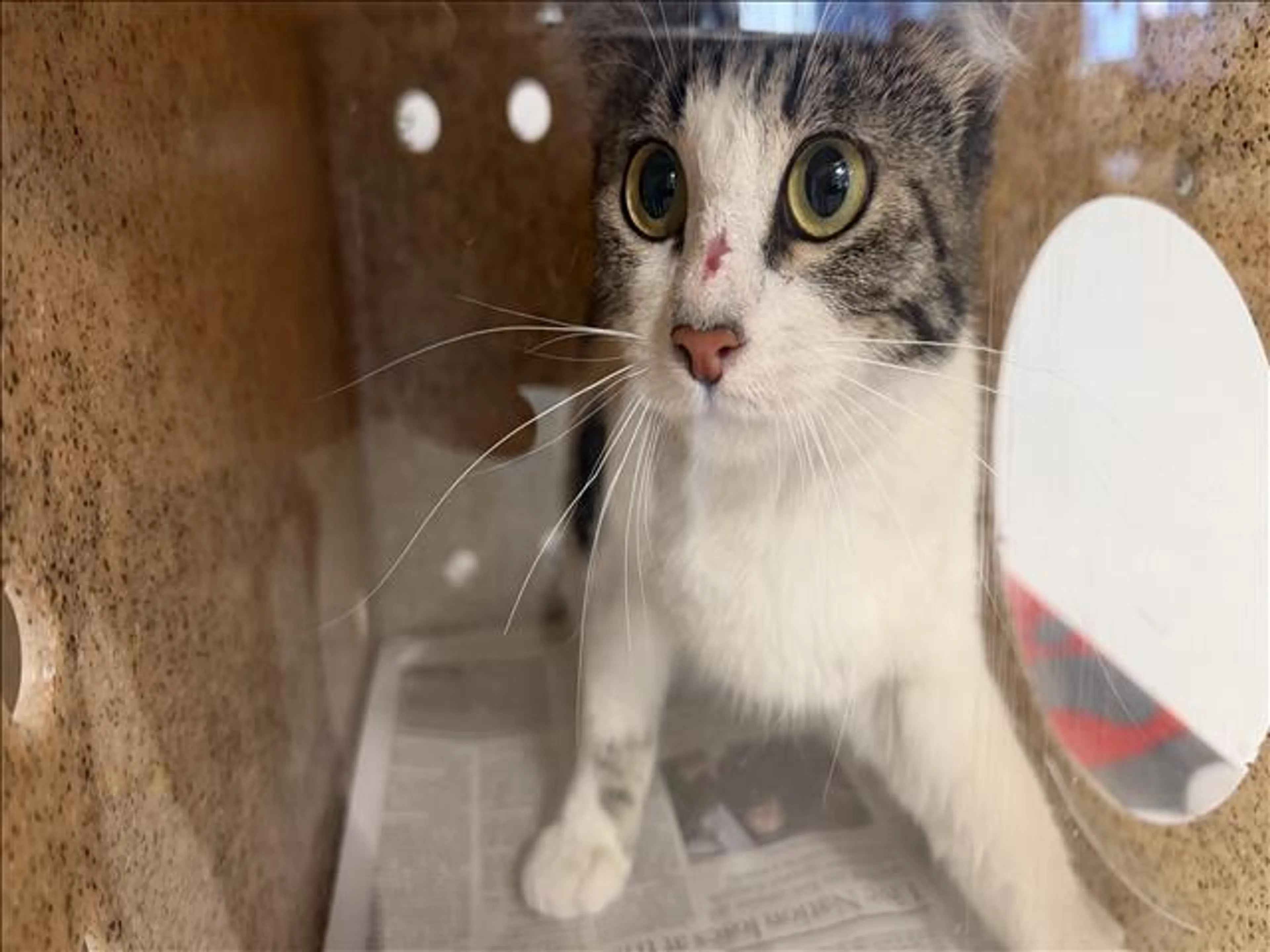 Found pet