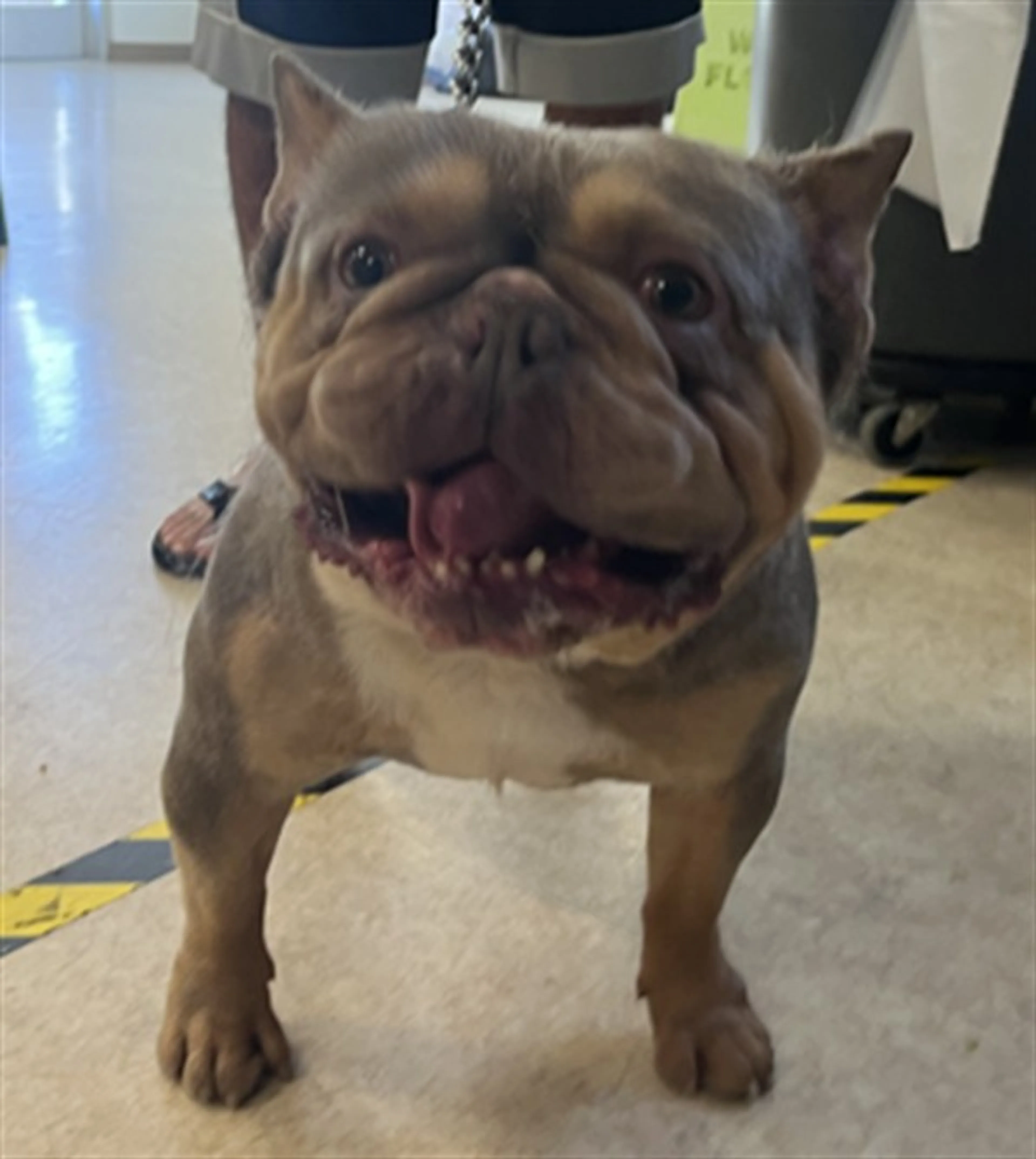 Found pet