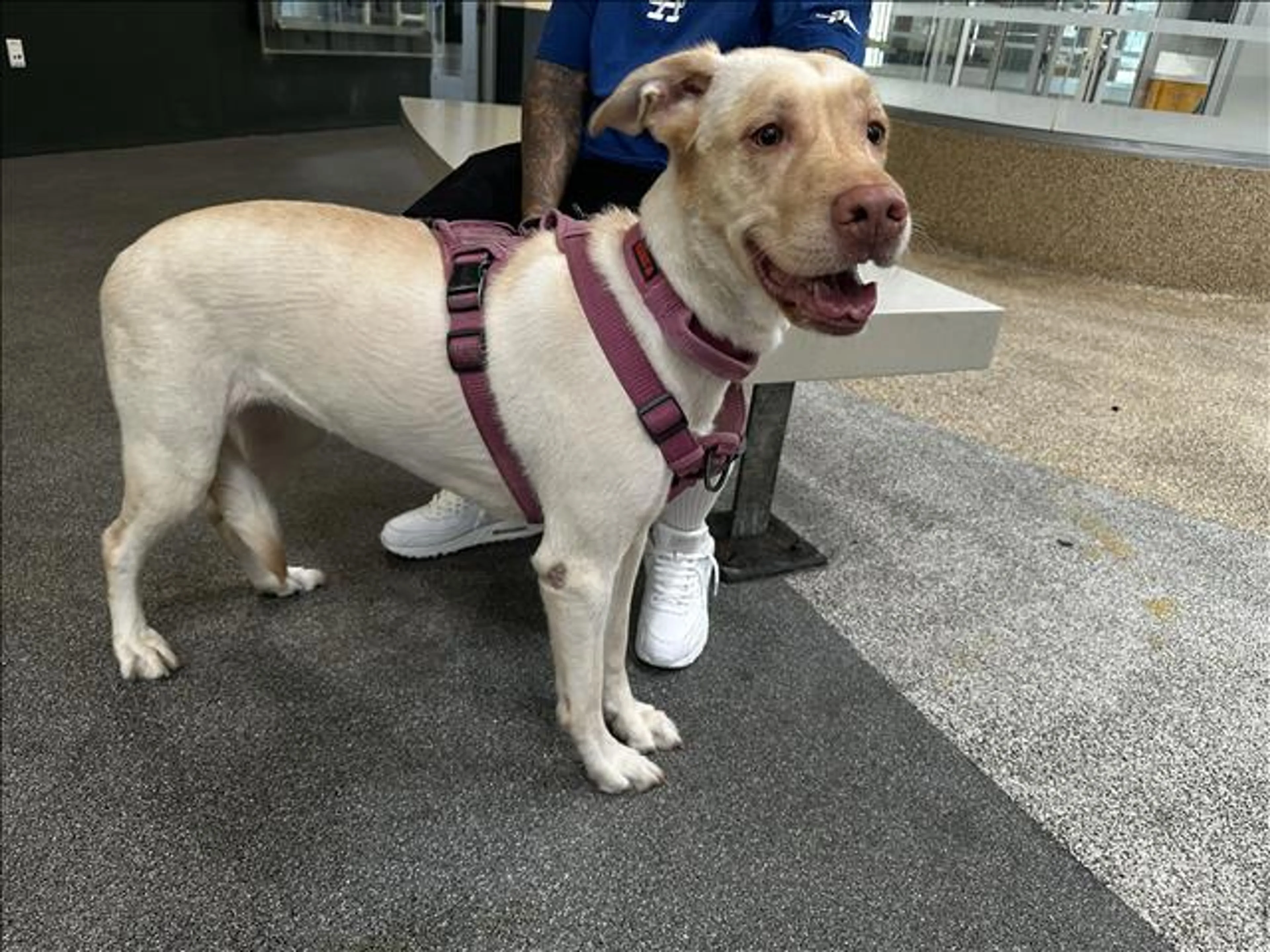 Found pet