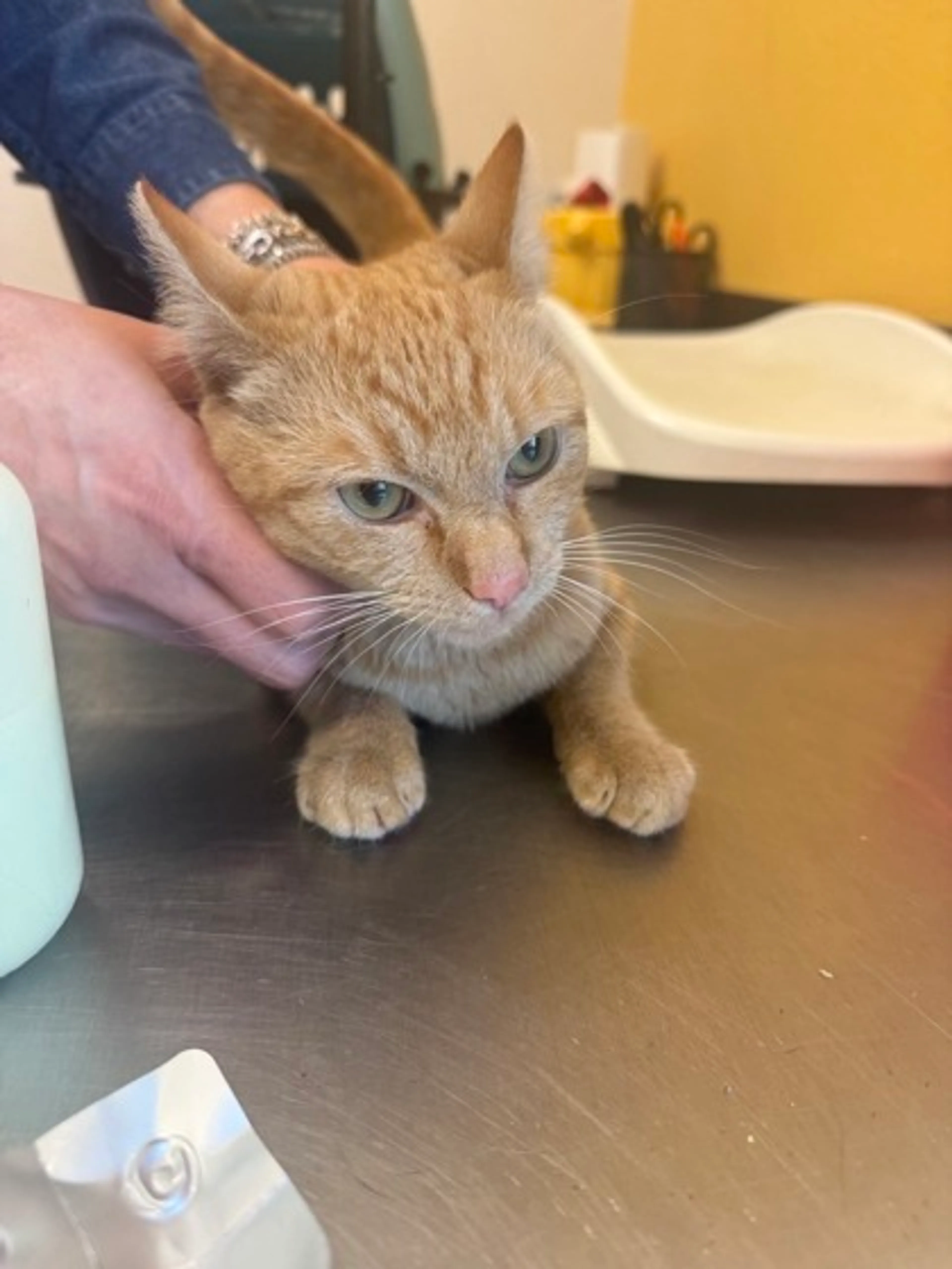 Found pet