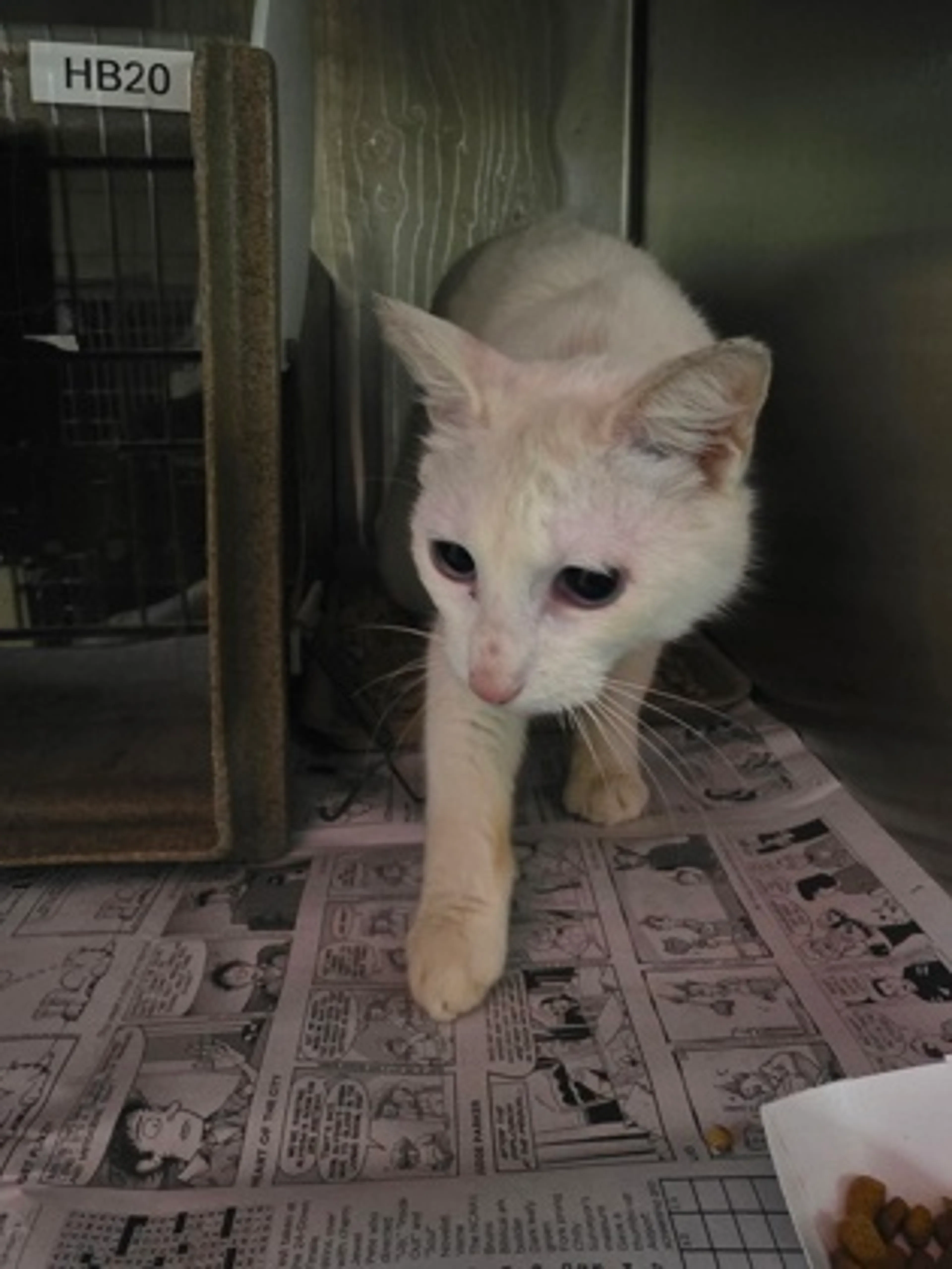 Found pet