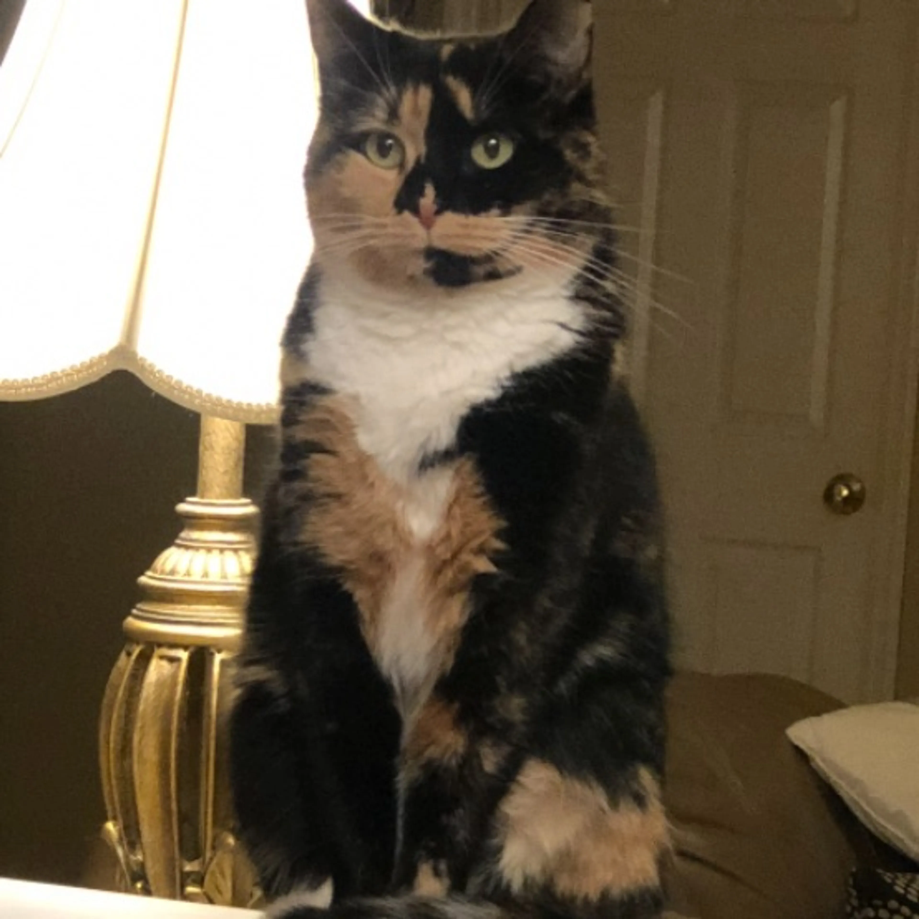 Lost pet