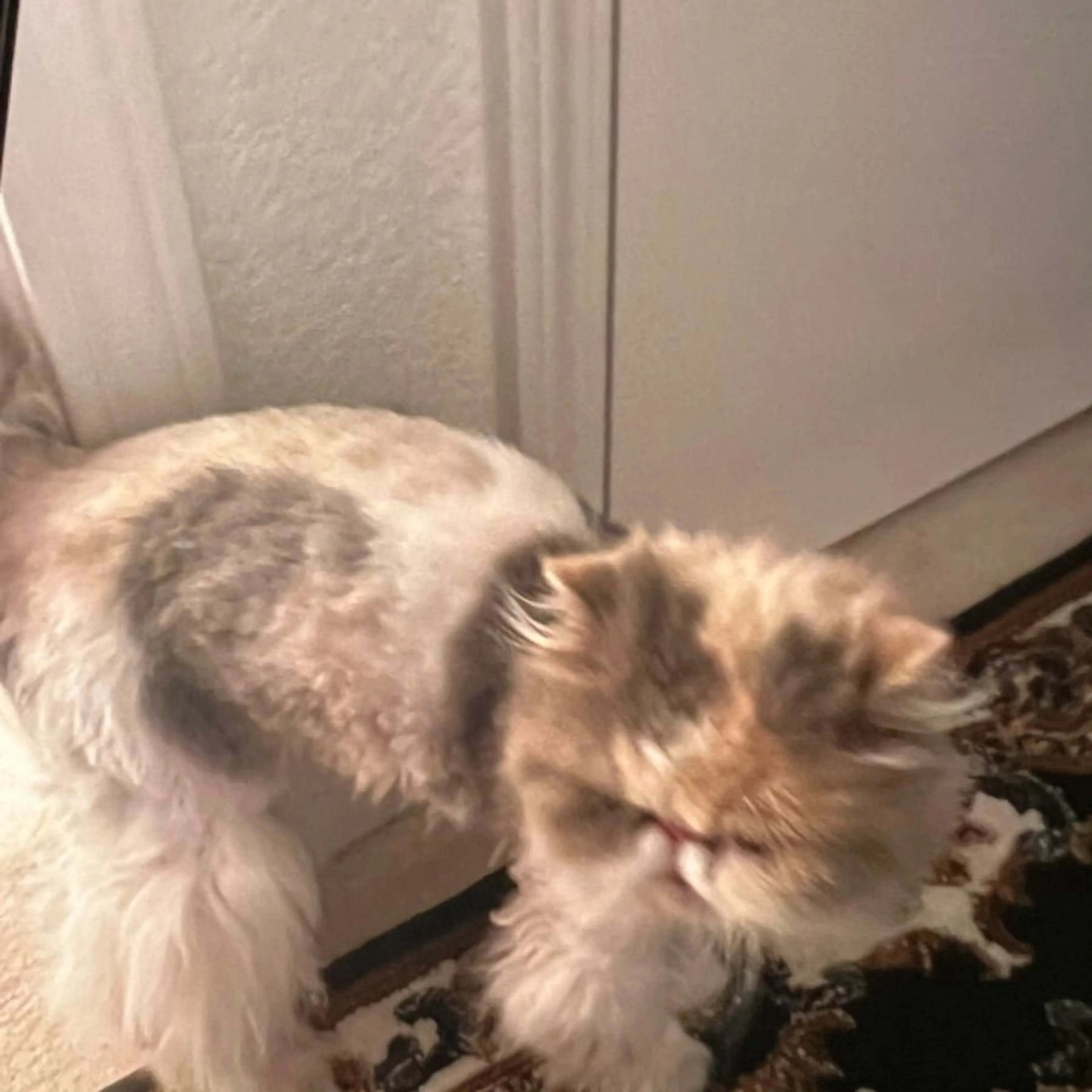Found pet-0