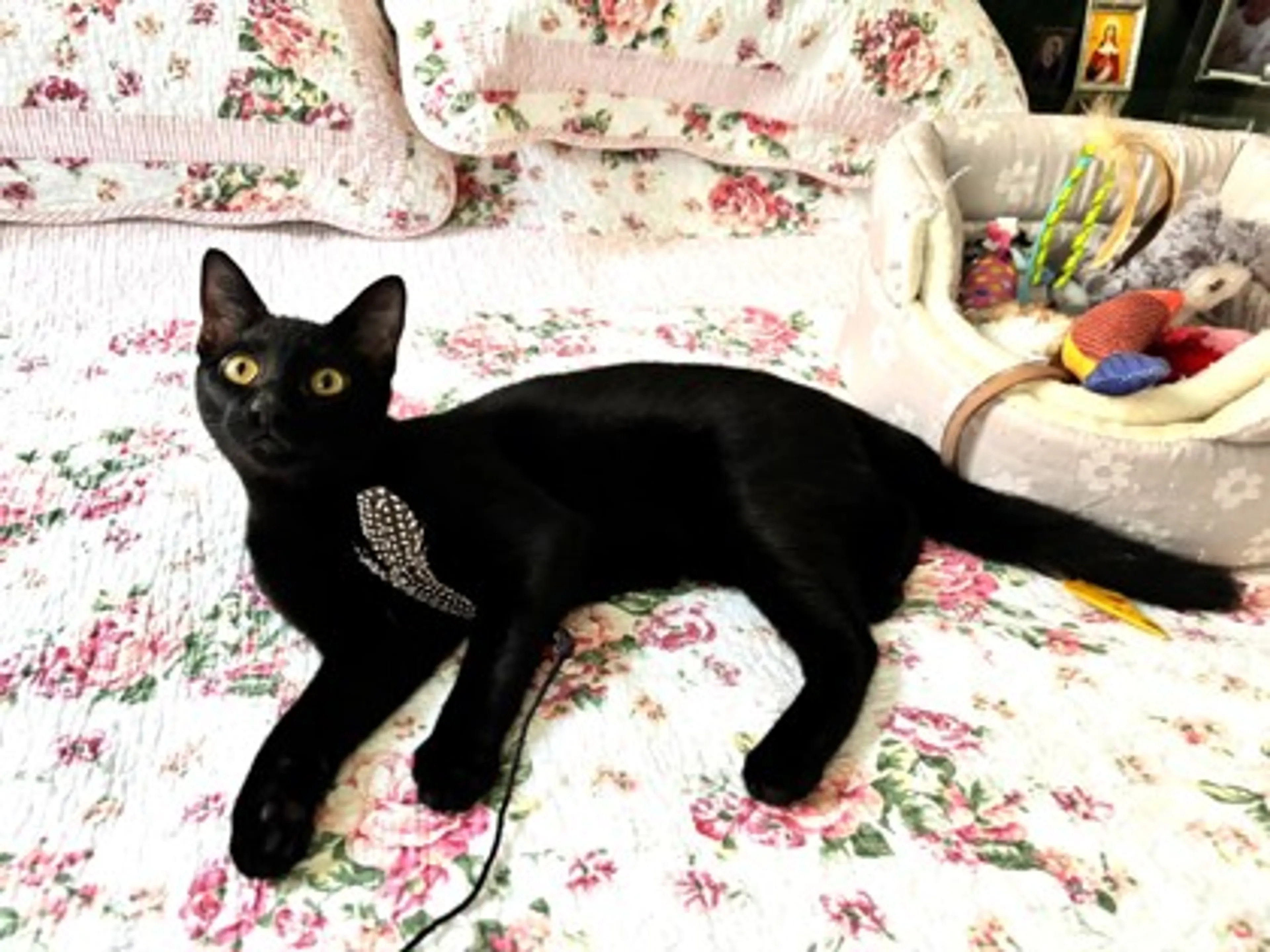 Found pet-0