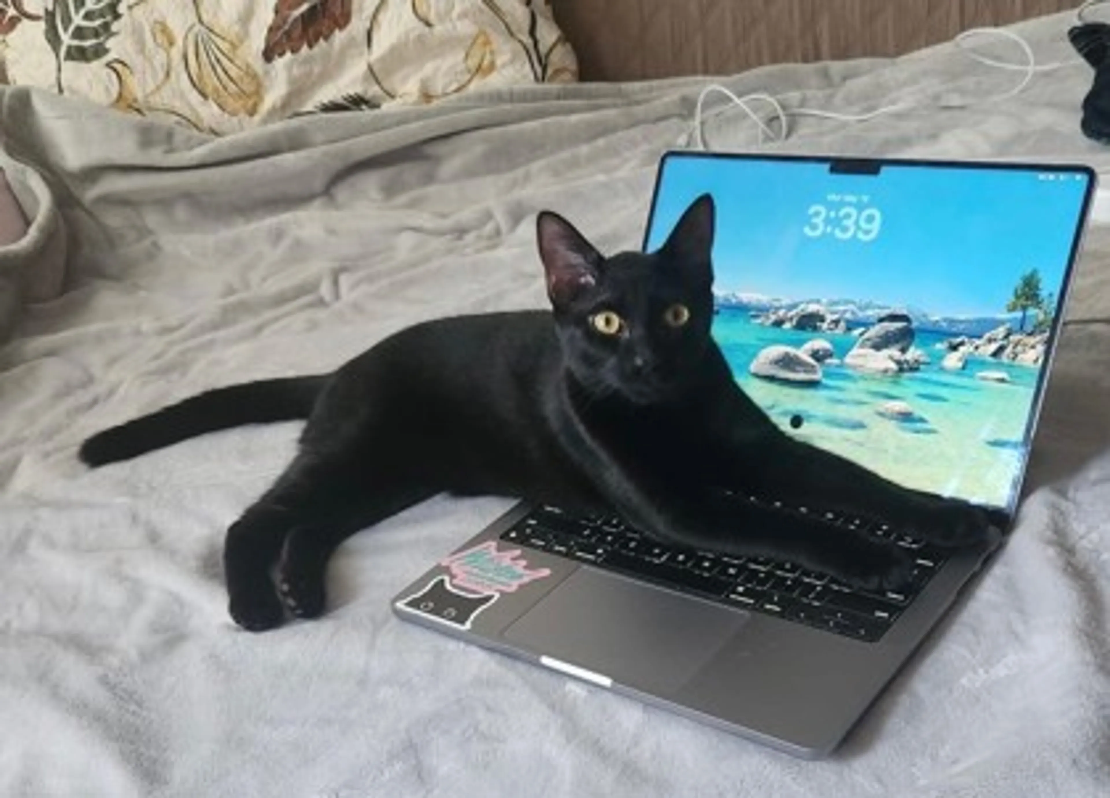 Found pet-2