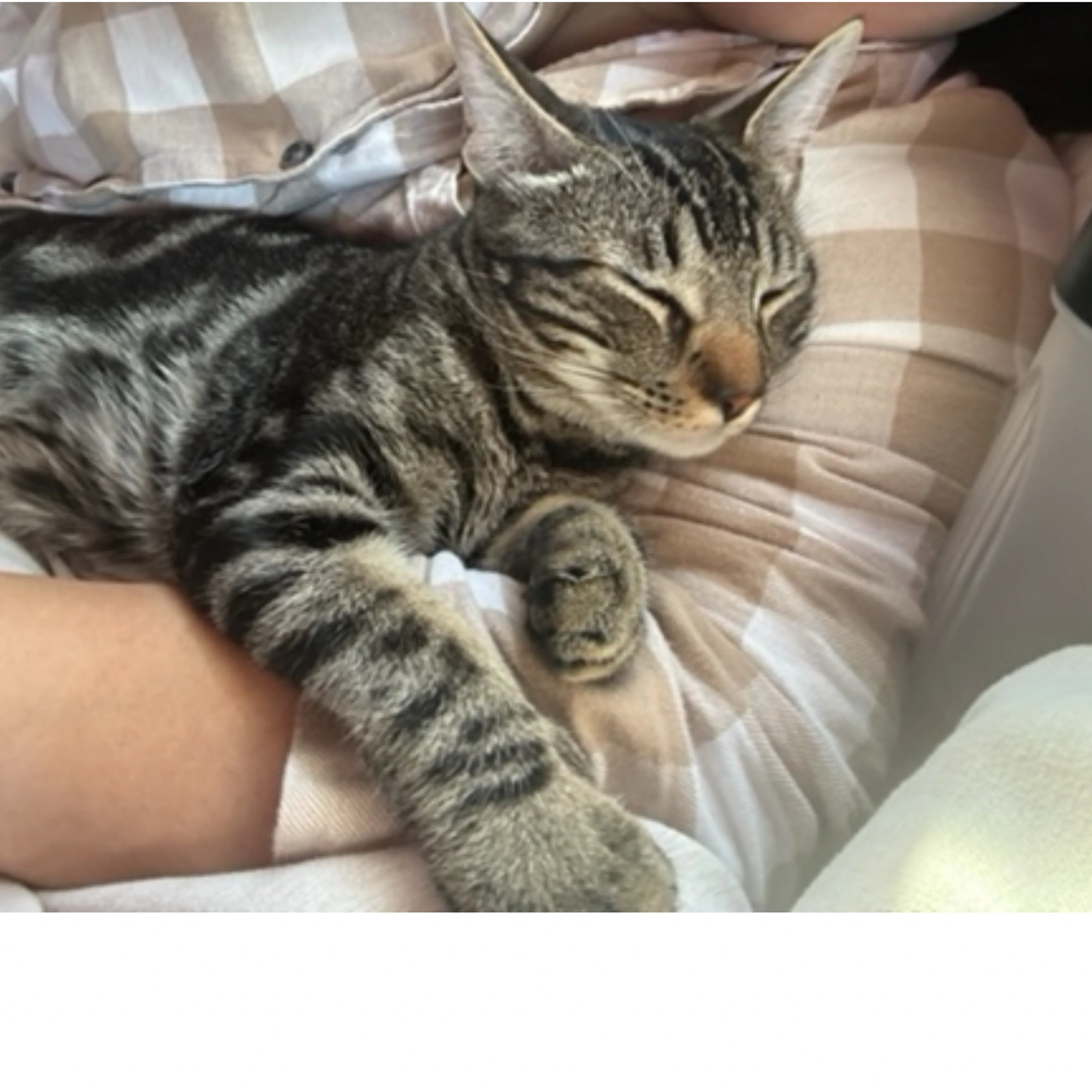 Lost pet-2