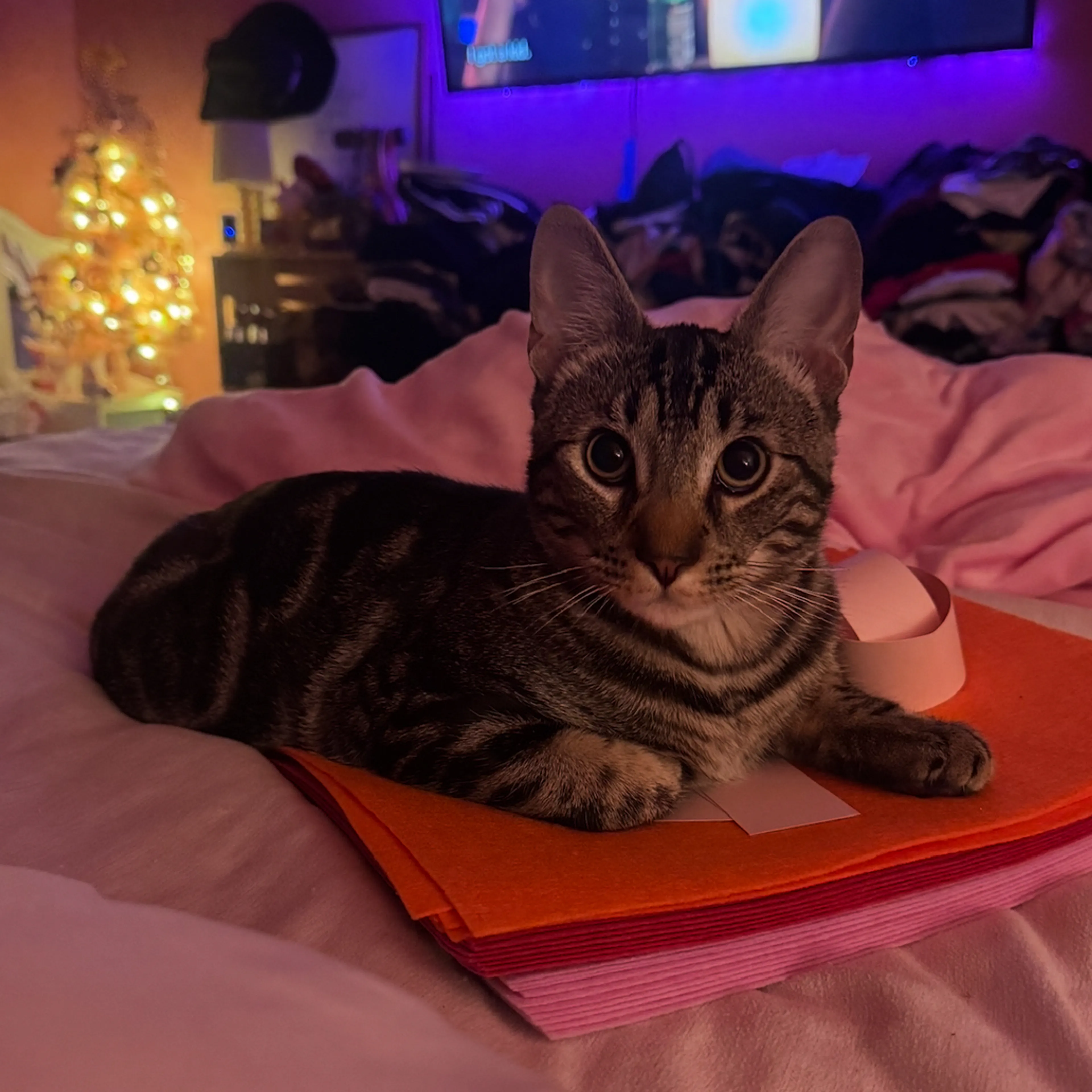 Lost pet-3