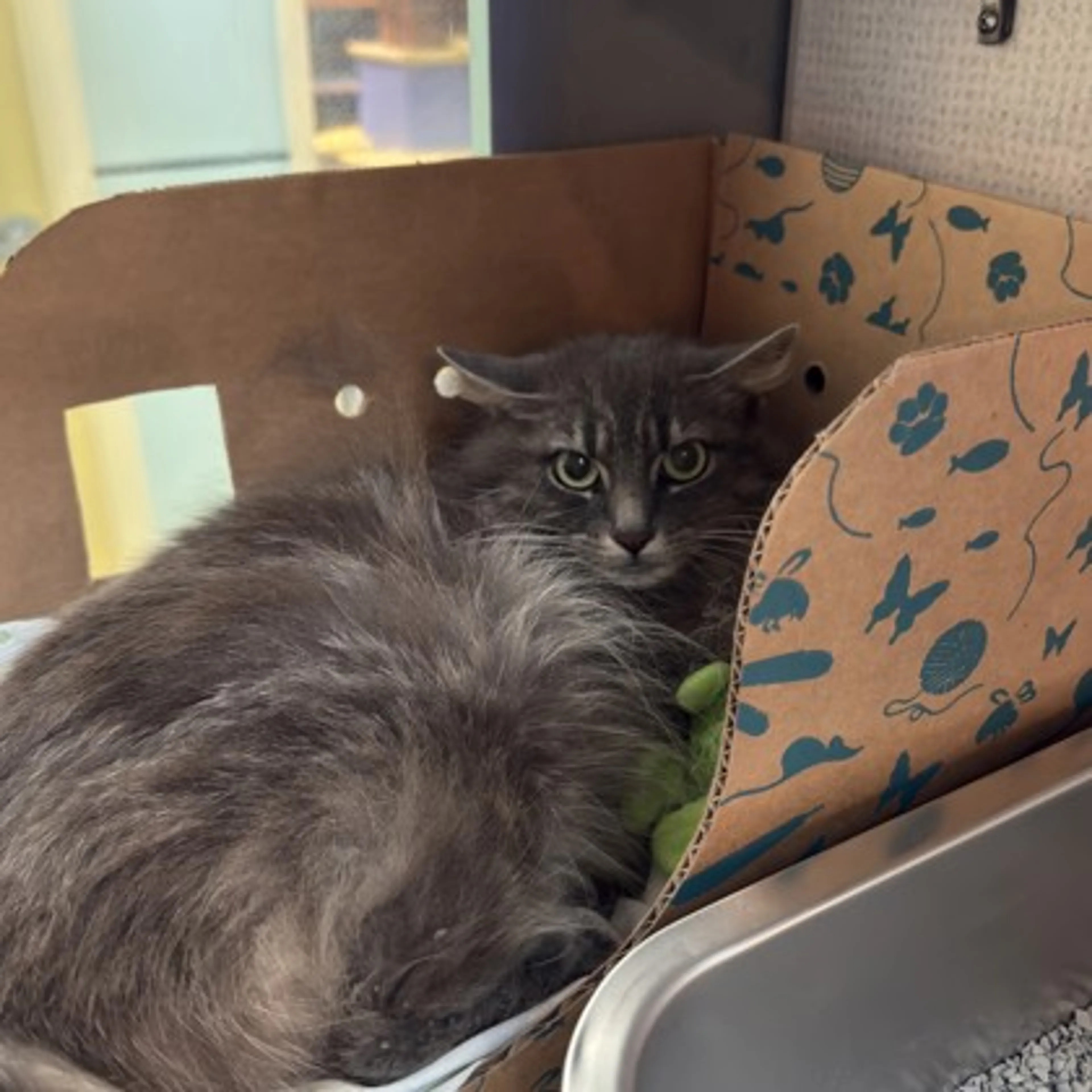 Found pet-1