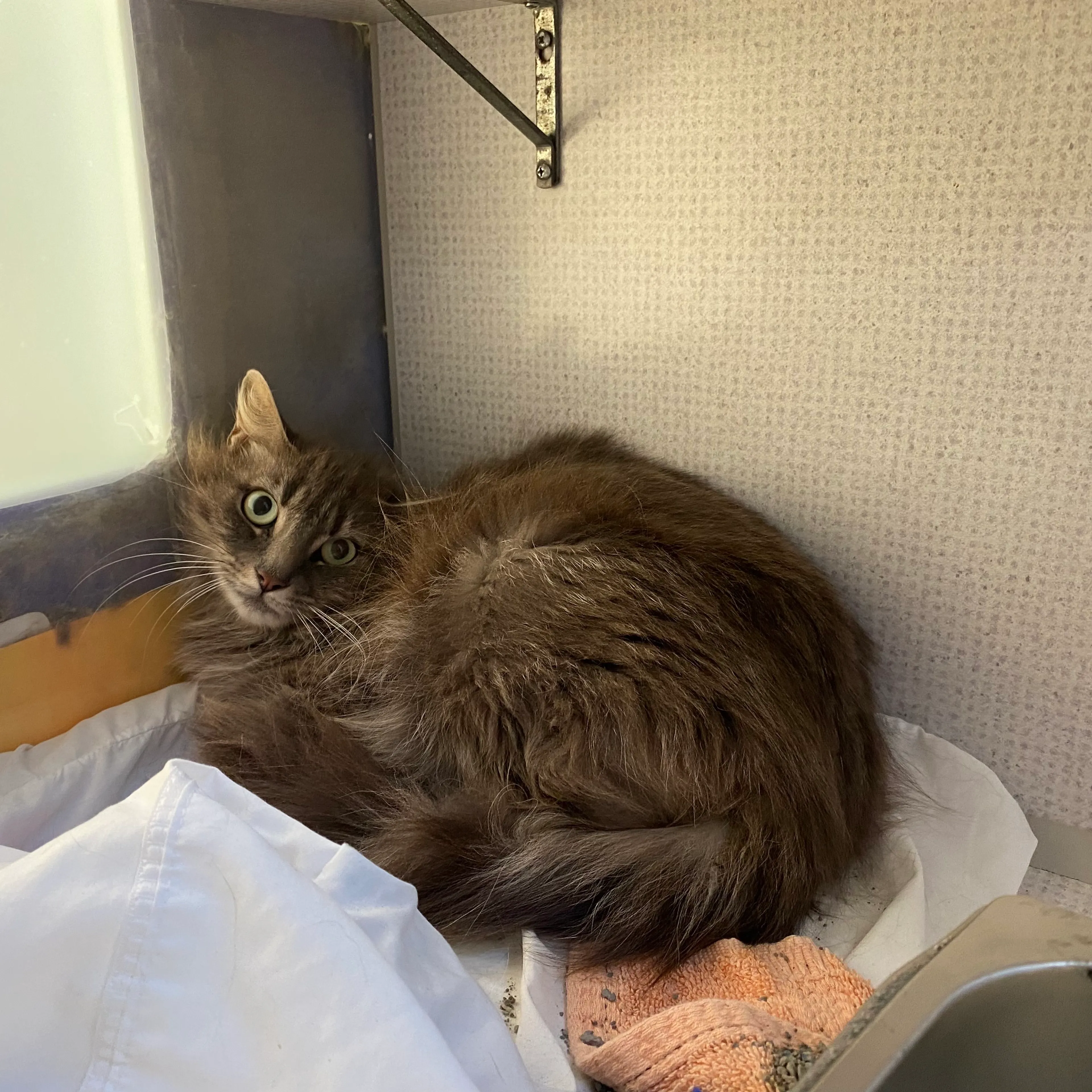 Found pet-0