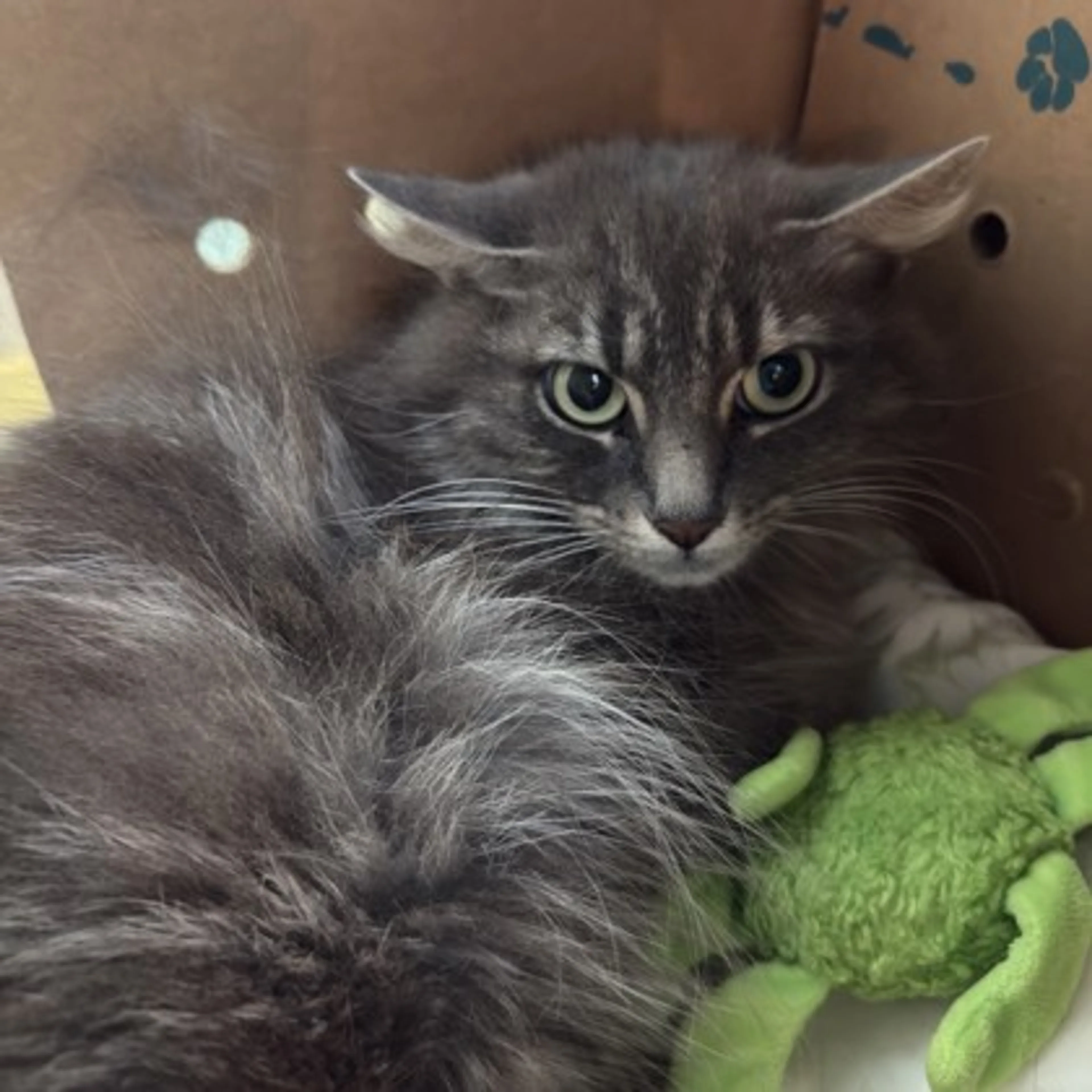 Found pet-2
