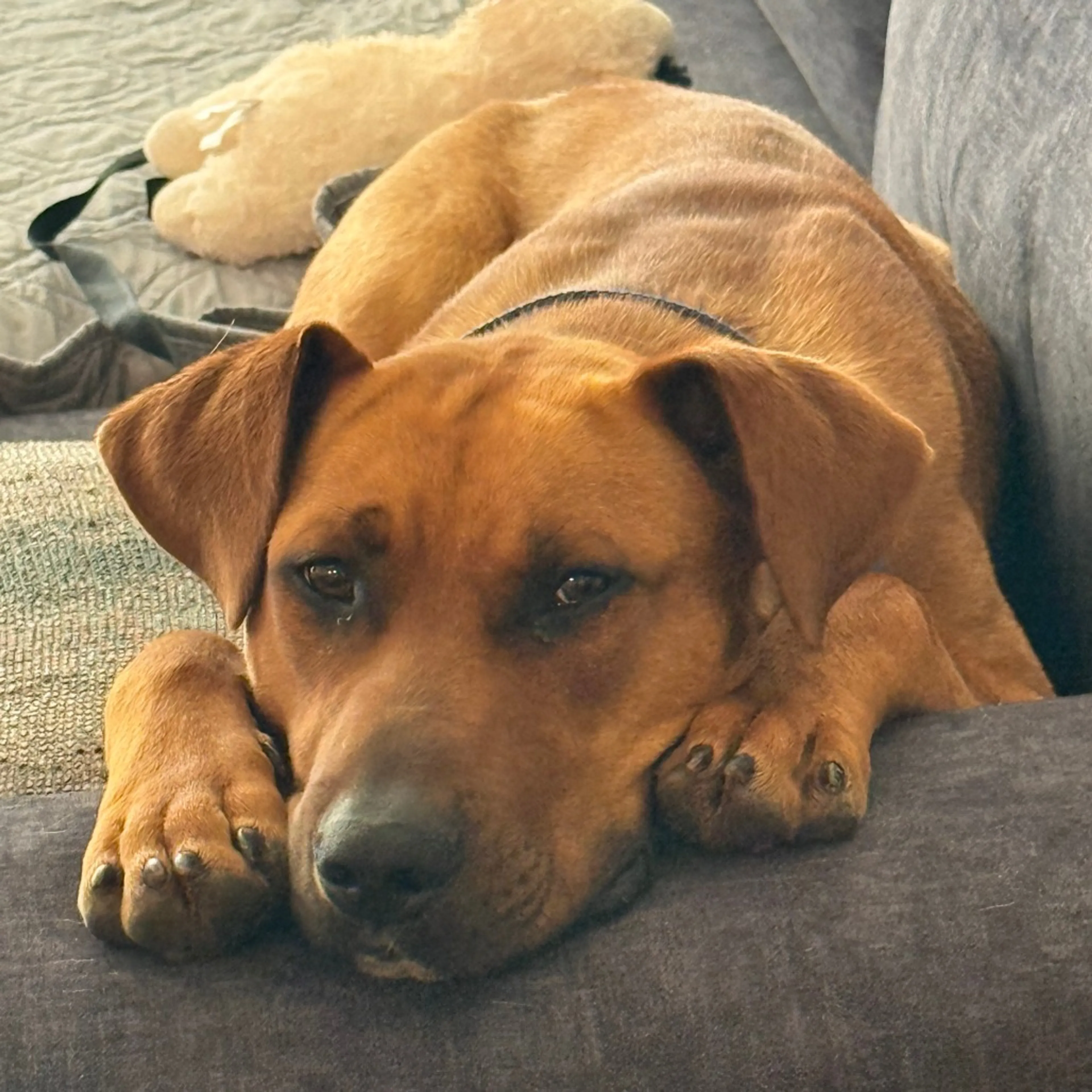 Found pet-0