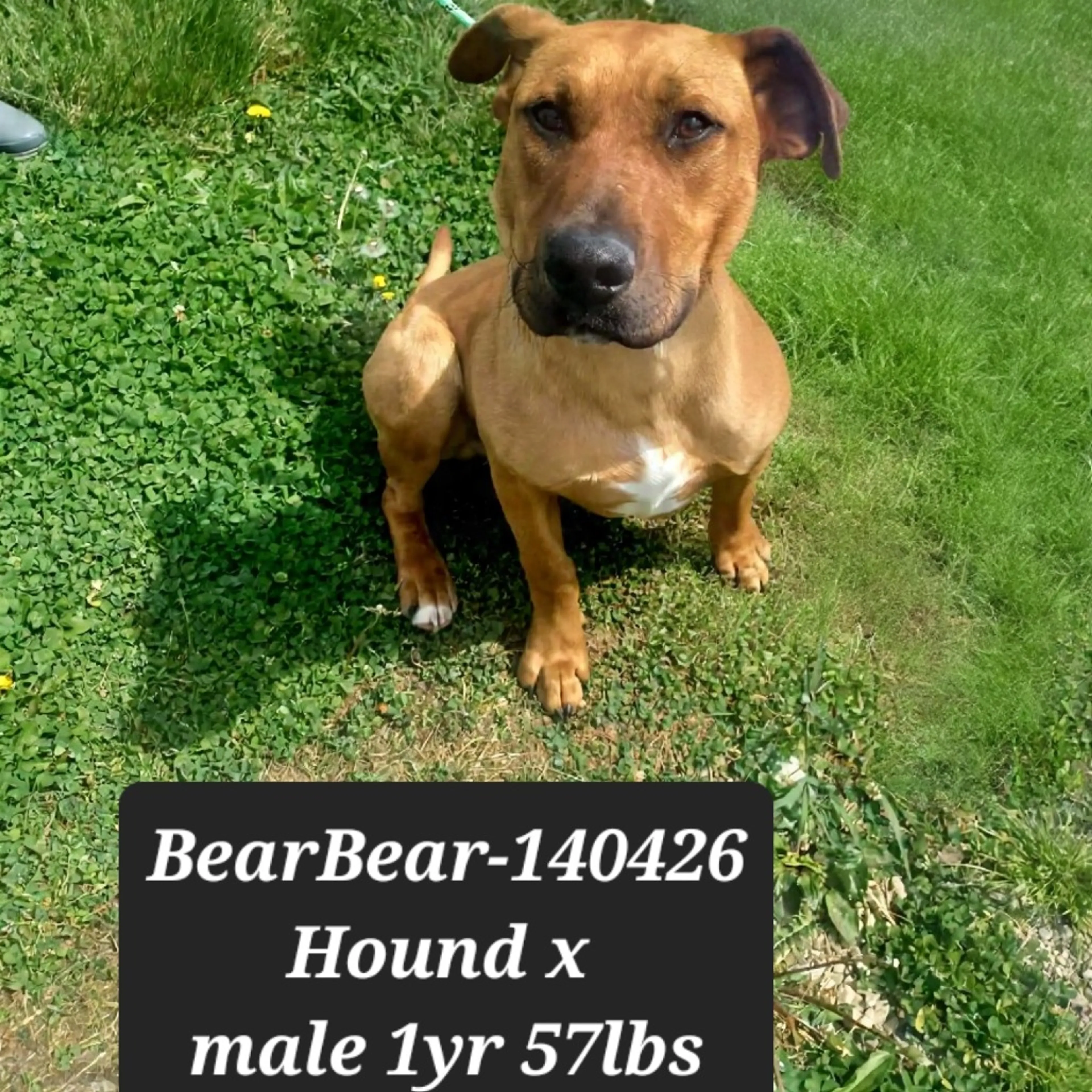 Found pet-1