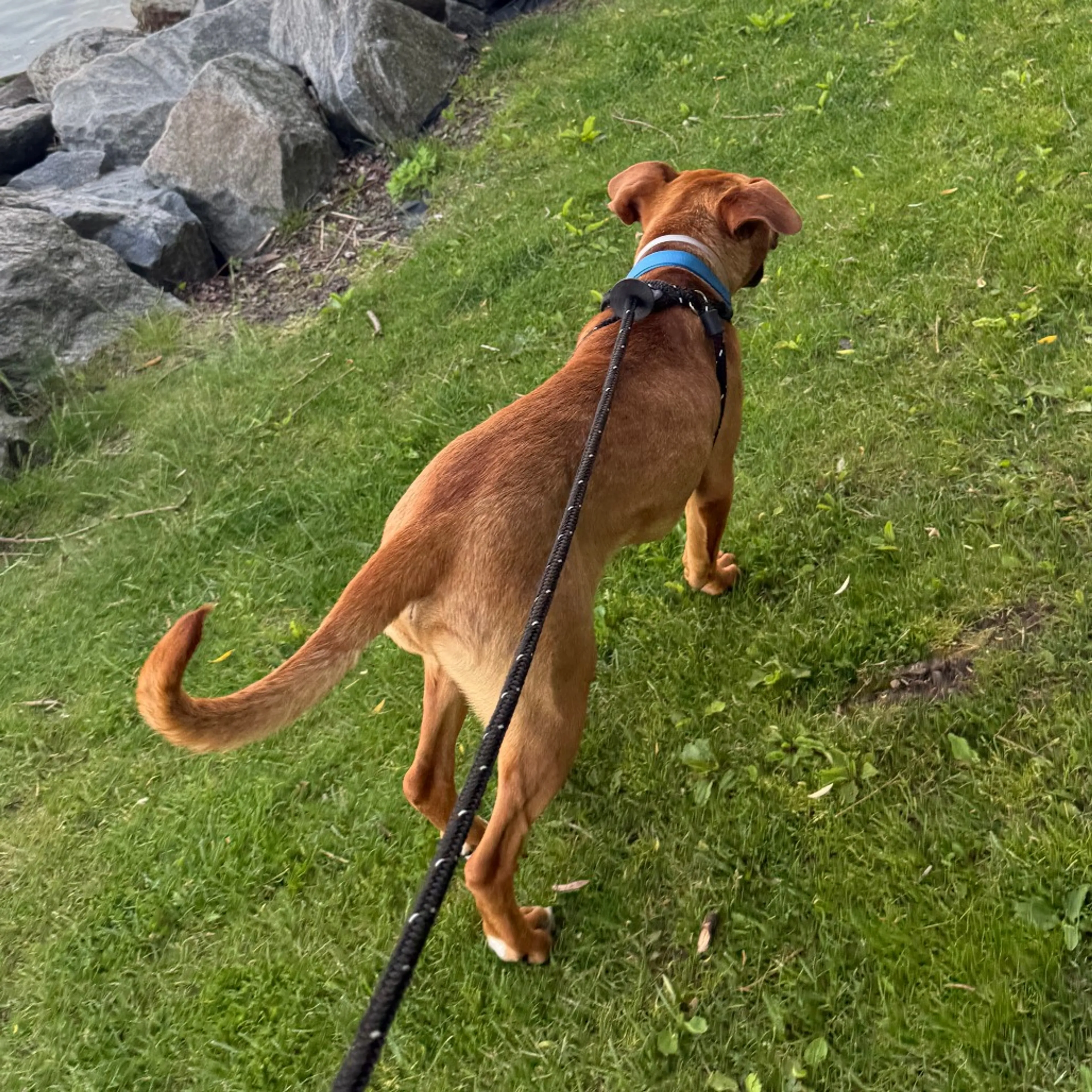 Found pet-4