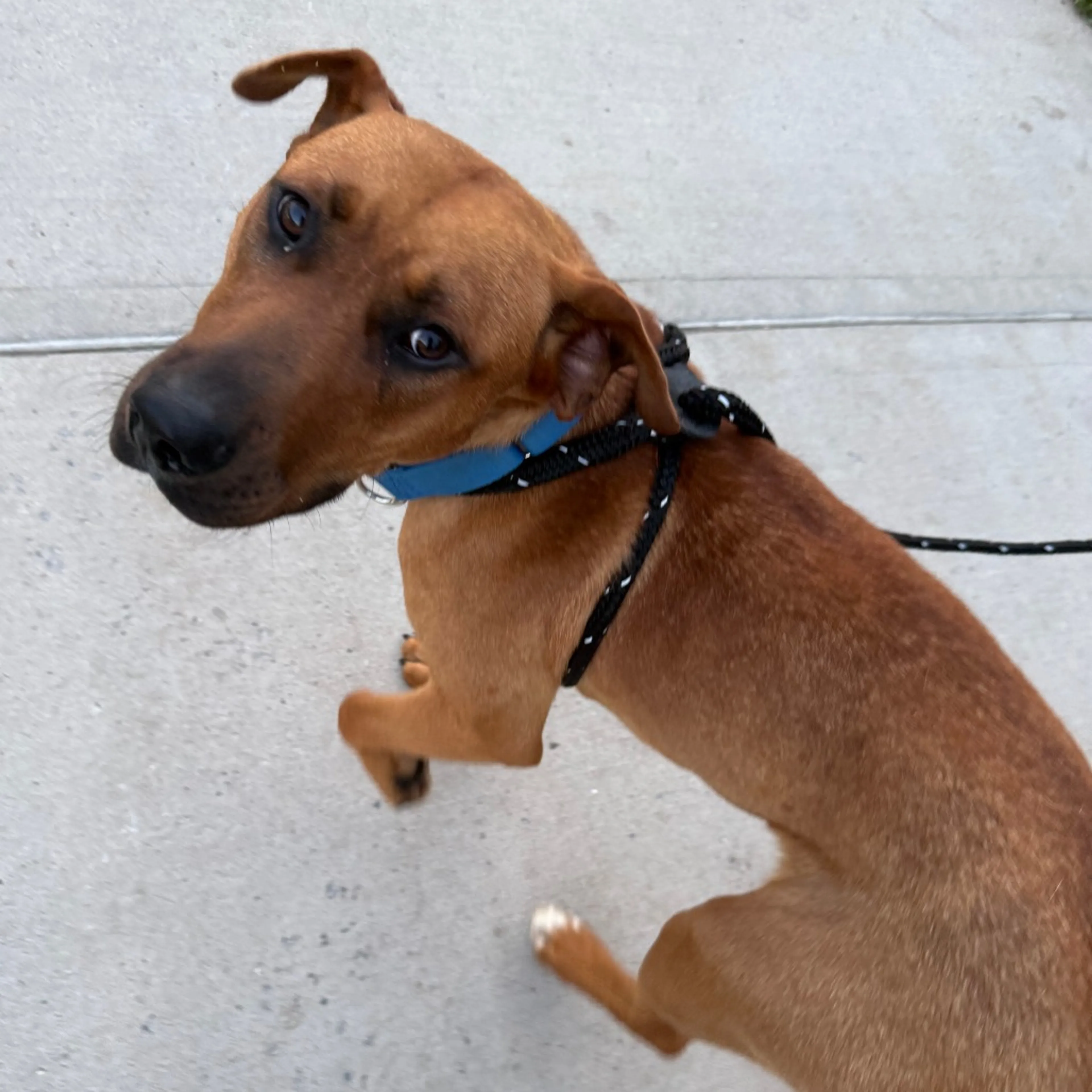 Found pet-3