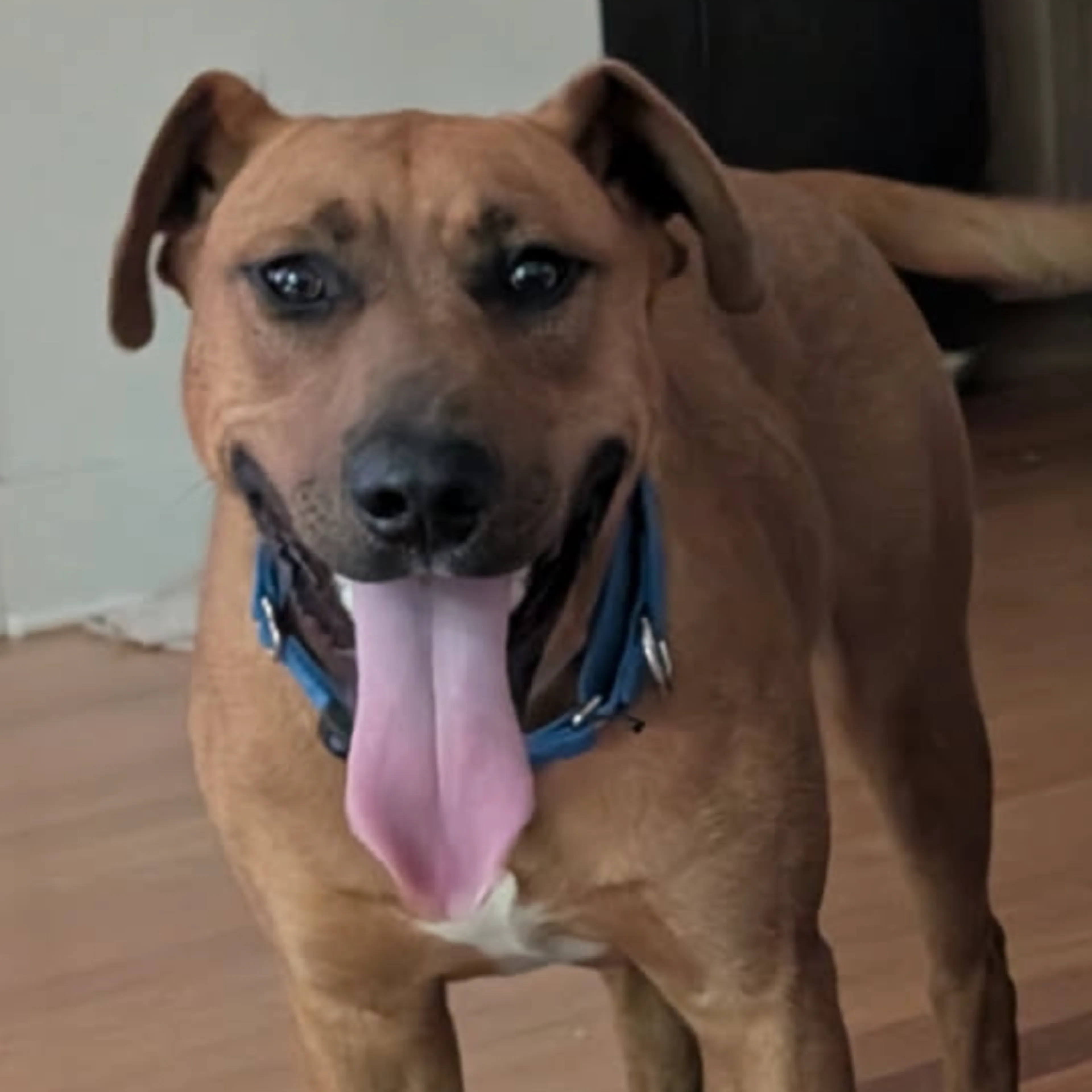 Found pet-6